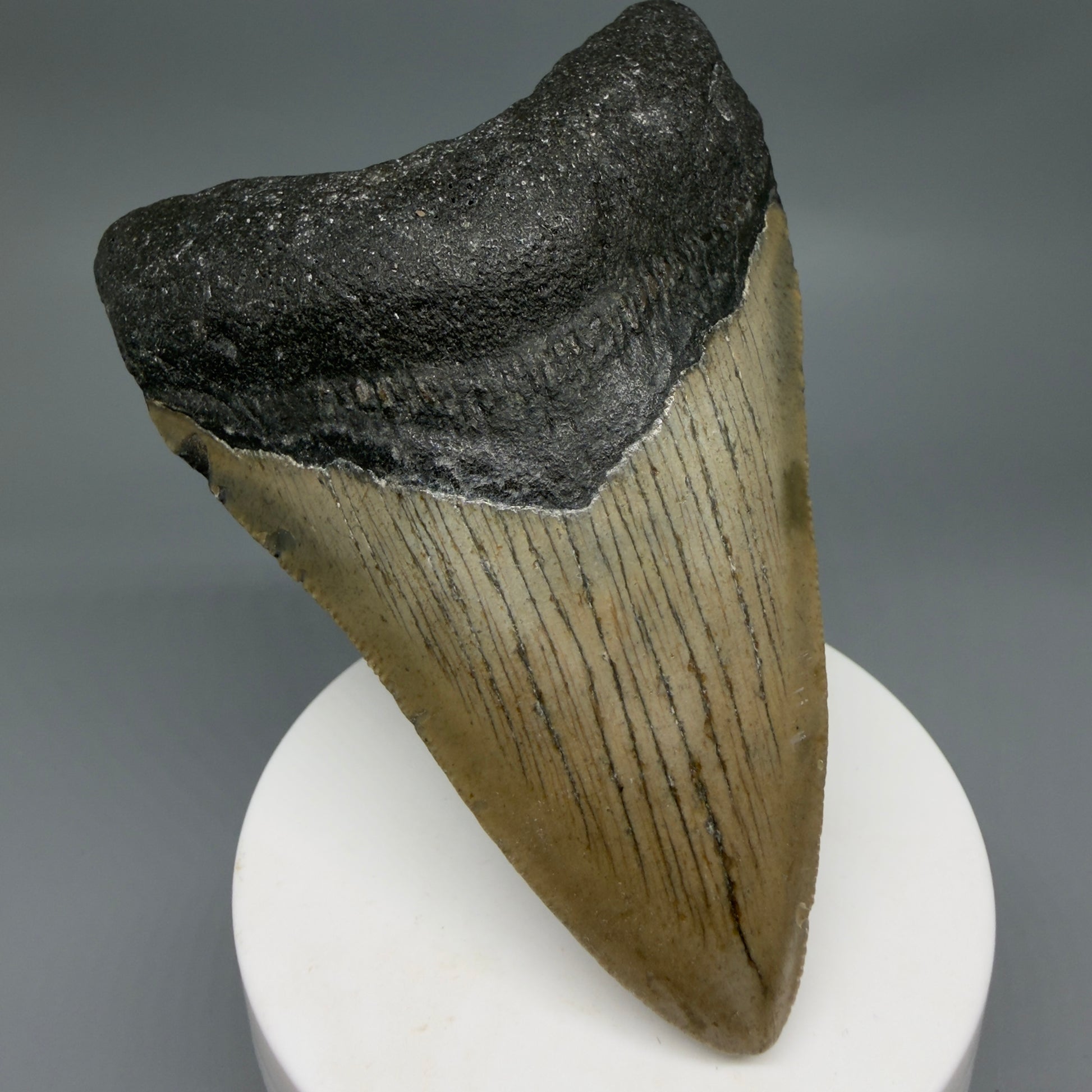 Front Left View Colorful 3.81" Fossil Megalodon Tooth from North Carolina - megalodonteeth.com CM6306