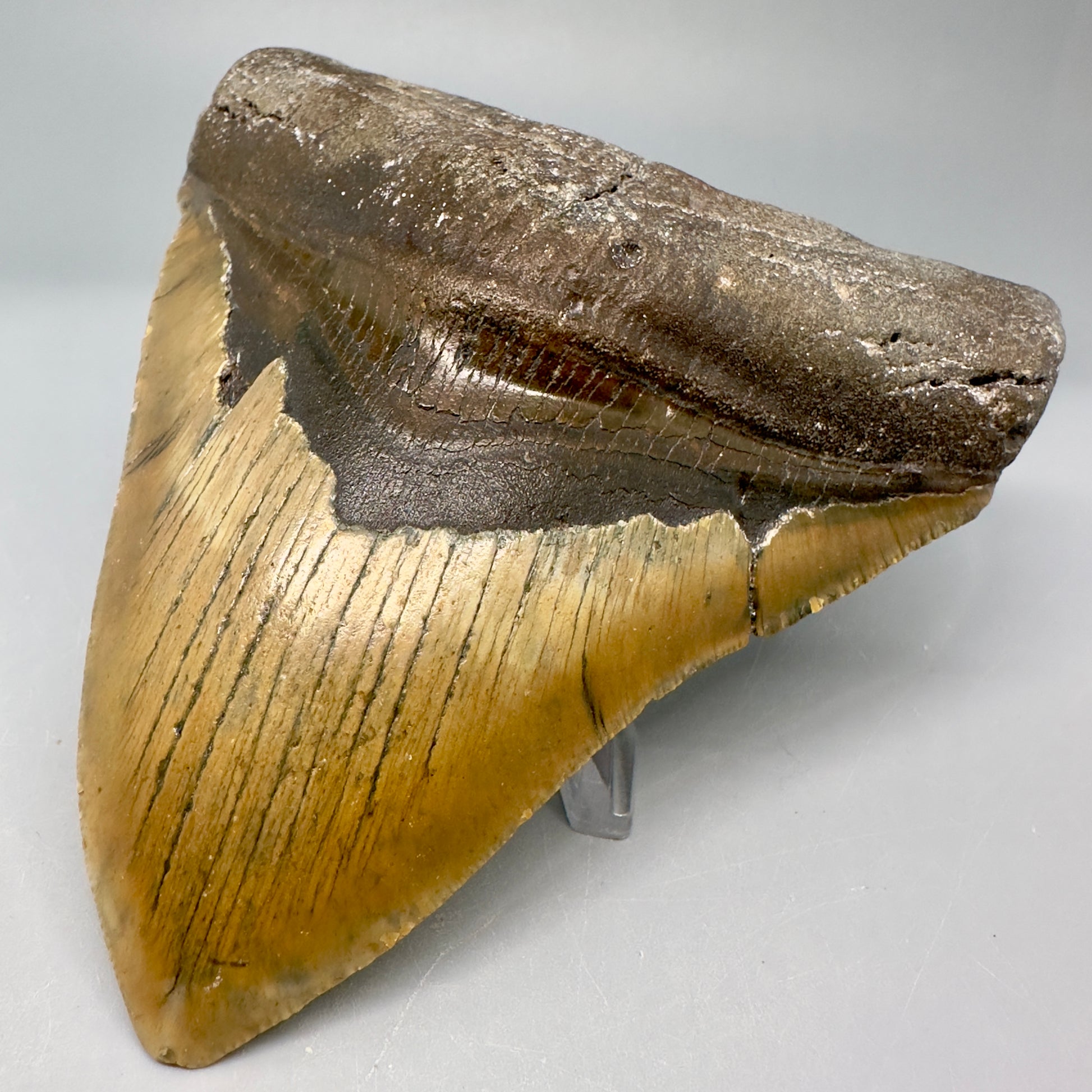 Colorful, serrated 4.96" Fossil Megalodon Tooth from North Carolina CM5028 - Front Right