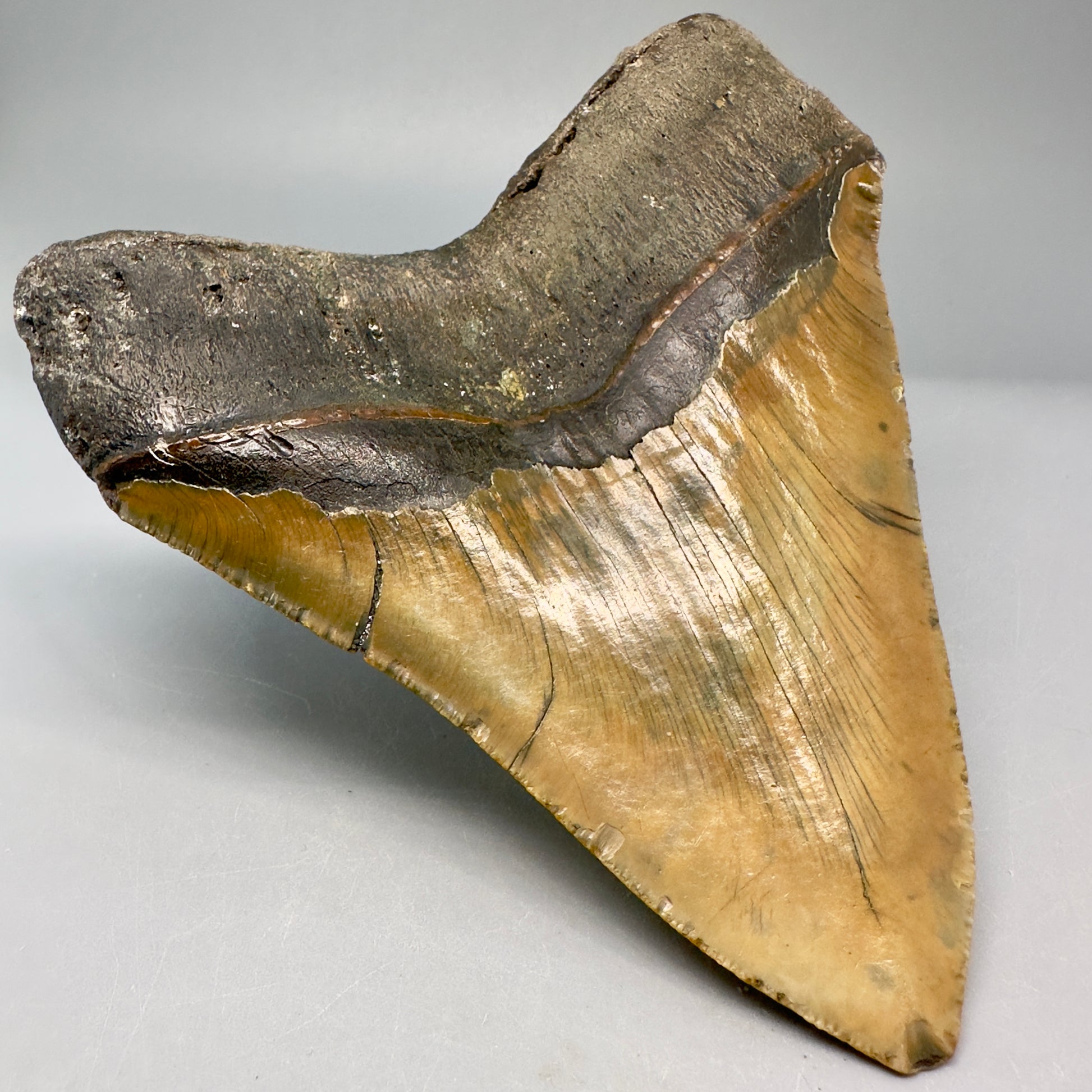 Colorful, serrated 4.96" Fossil Megalodon Tooth from North Carolina CM5028 - Back Left