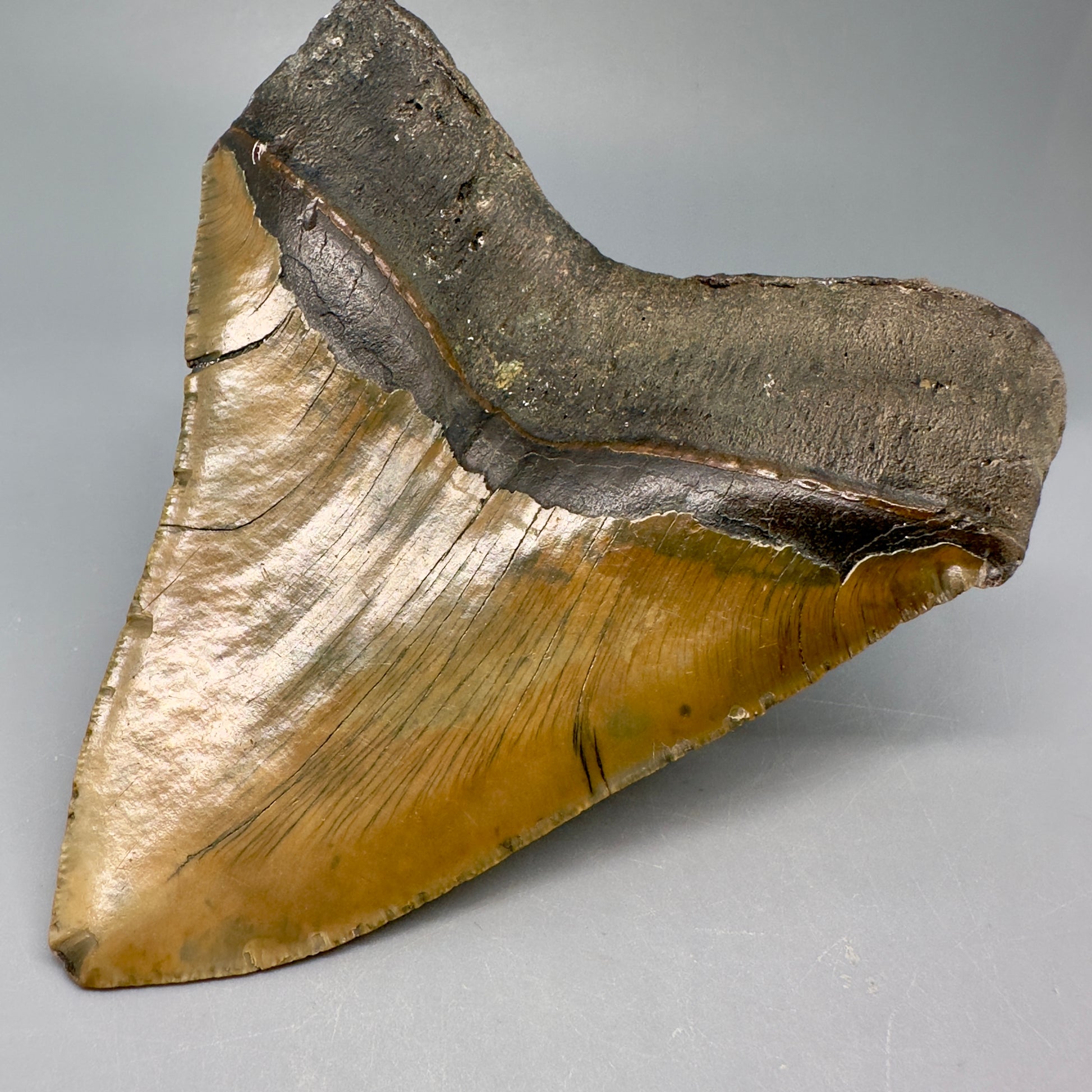 Colorful, serrated 4.96" Fossil Megalodon Tooth from North Carolina CM5028 - Back Right