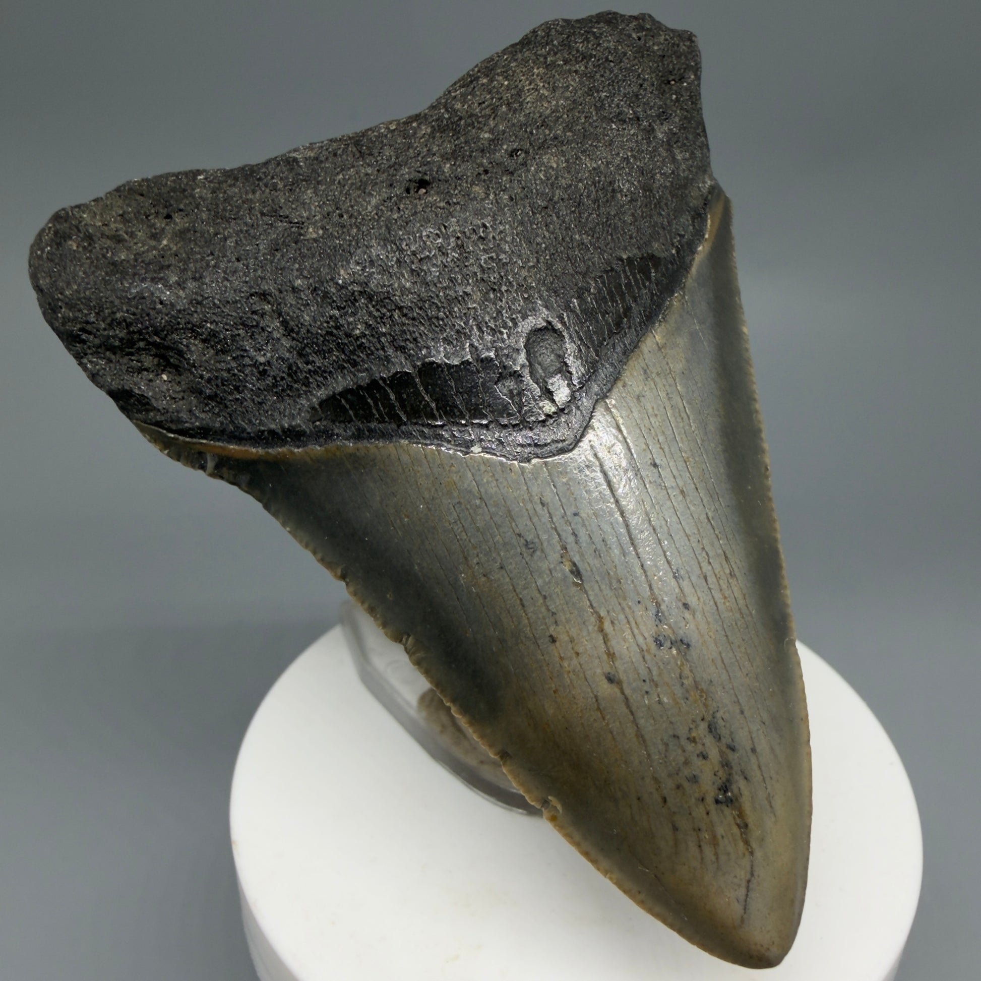 Front Left View Colorful 3.43" Fossil Megalodon Tooth from North Carolina - megalodonteeth.com CM6302