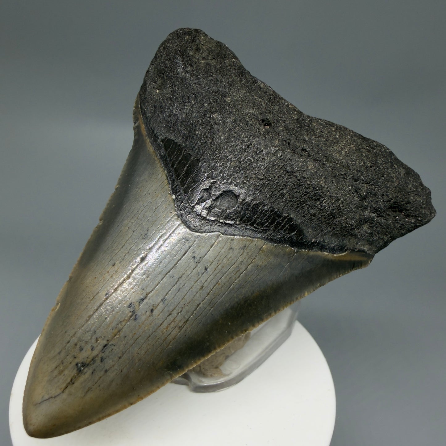 Front Right View Colorful 3.43" Fossil Megalodon Tooth from North Carolina - megalodonteeth.com CM6302