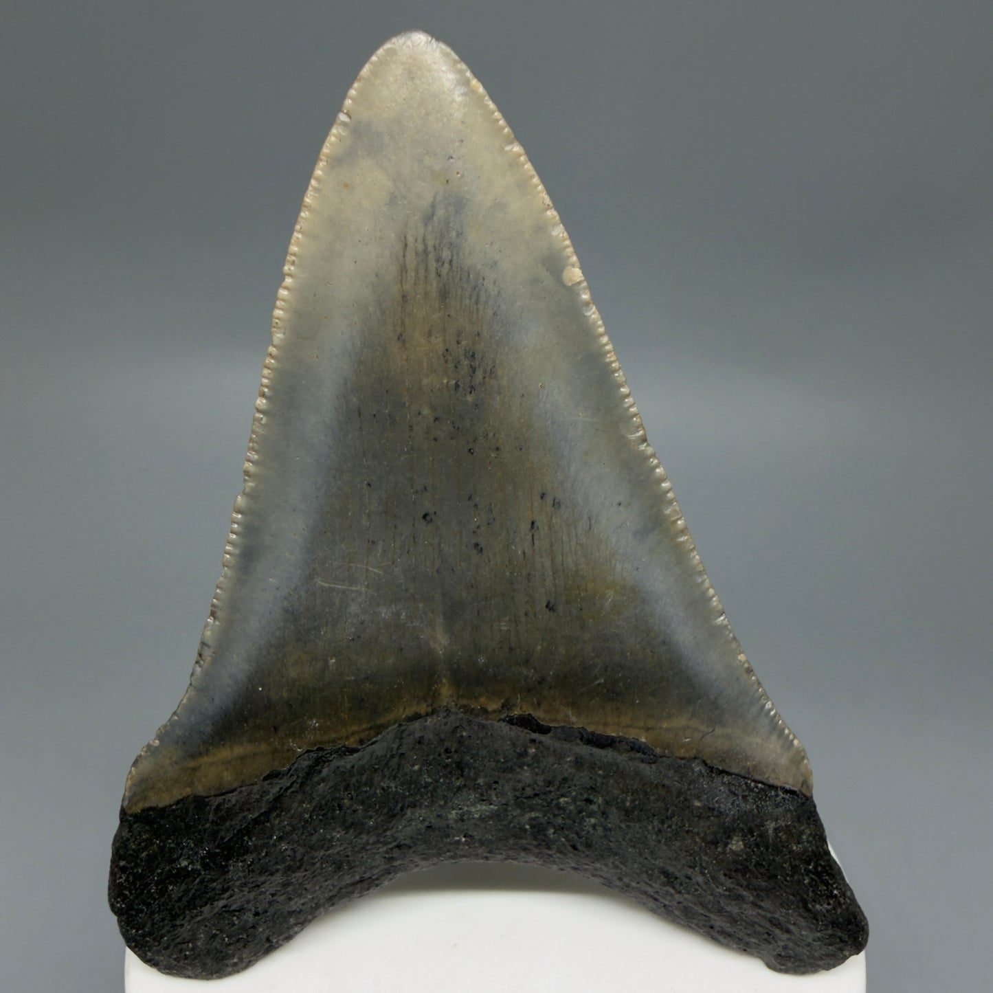 Back View Colorful 3.43" Fossil Megalodon Tooth from North Carolina - megalodonteeth.com CM6302