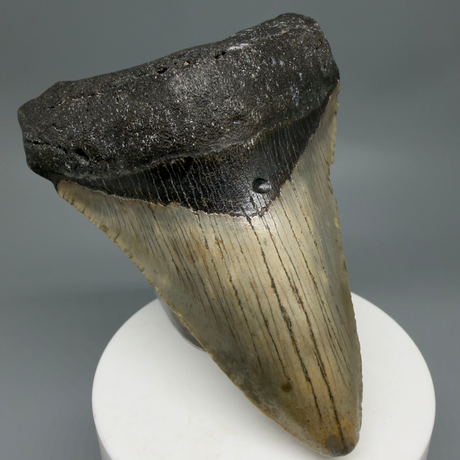 Front Left View Colorful 3.58" Fossil Megalodon Tooth from North Carolina - megalodonteeth.com CM6303
