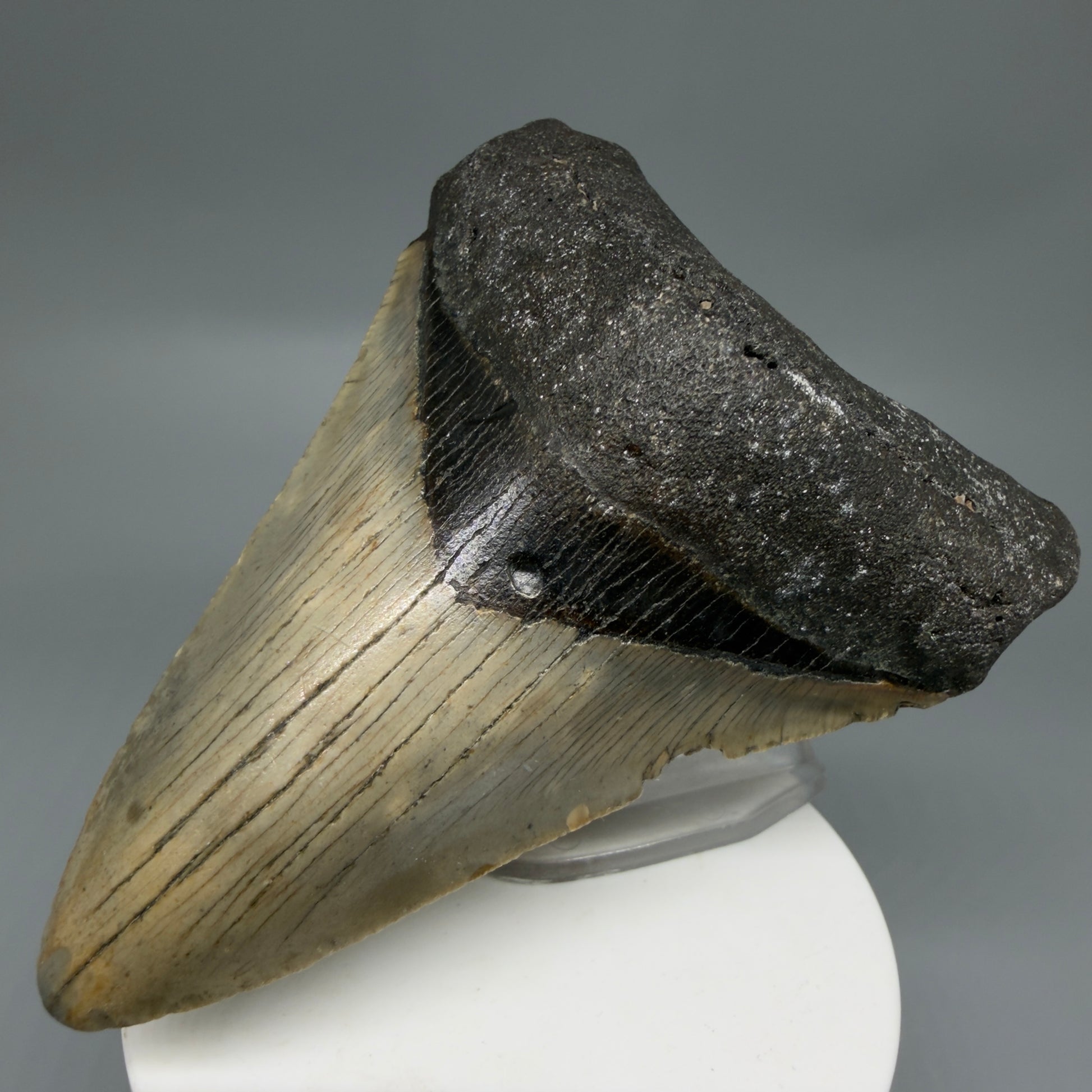 Front Right View Colorful 3.58" Fossil Megalodon Tooth from North Carolina - megalodonteeth.com CM6303