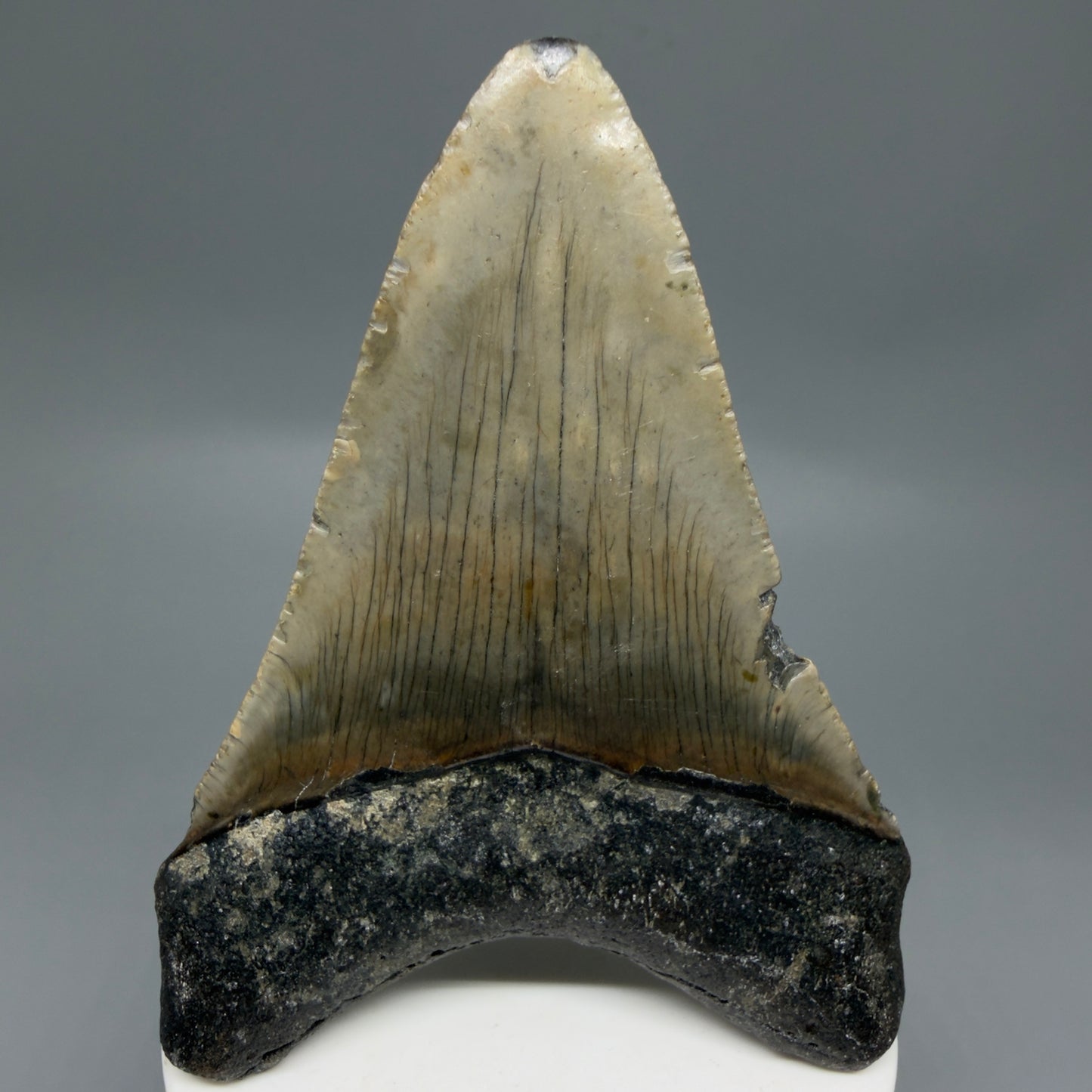 Back View Colorful 3.58" Fossil Megalodon Tooth from North Carolina - megalodonteeth.com CM6303