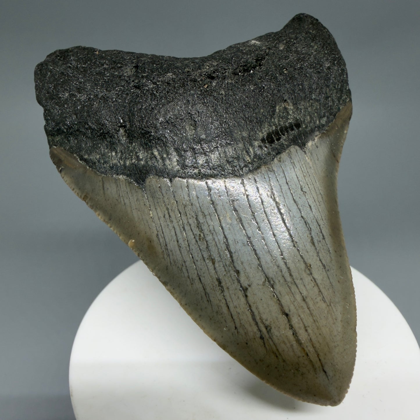 Front Left View Colorful 3.39" Fossil Megalodon Tooth from North Carolina - megalodonteeth.com CM6300