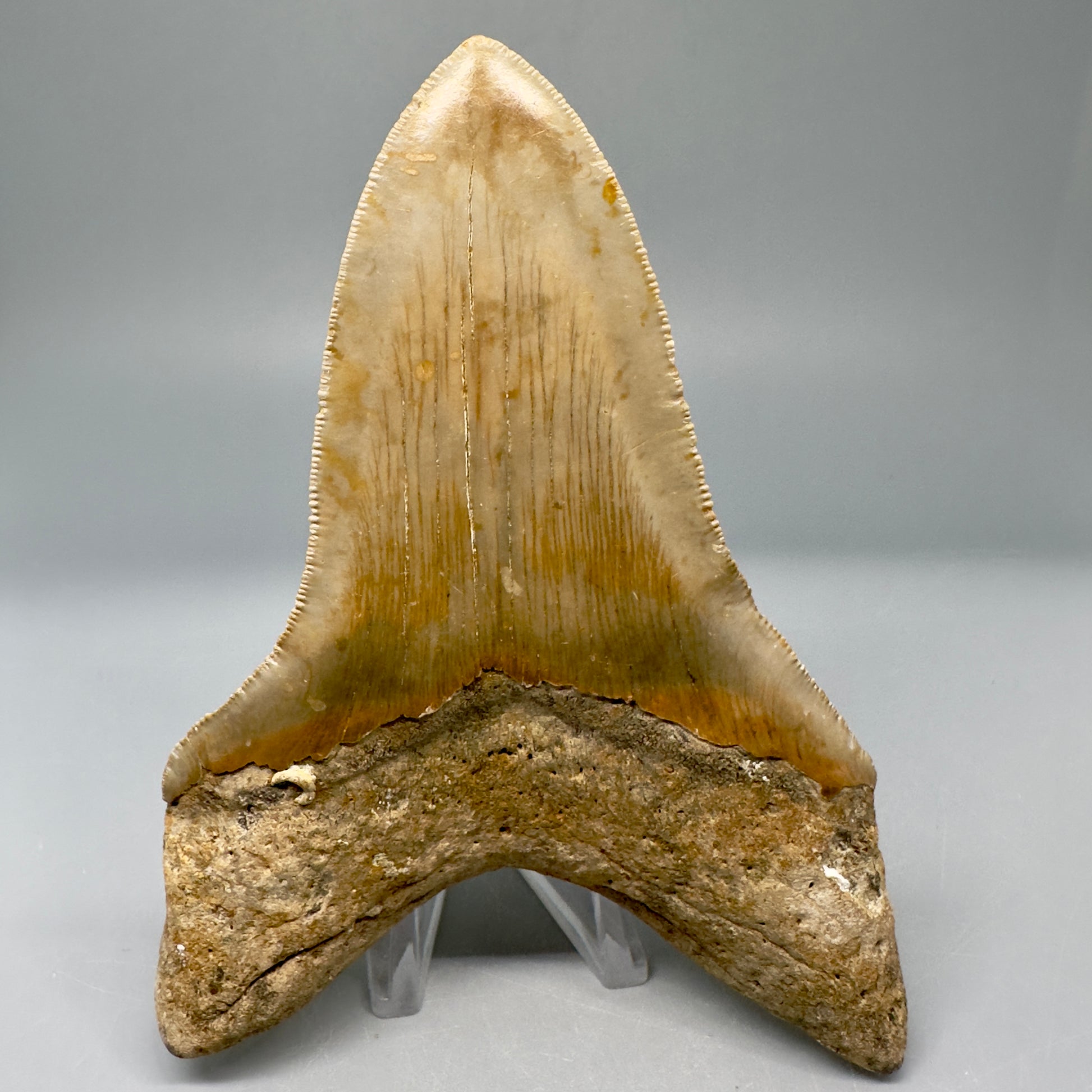 Lower Colorful, serrated 4.97" Fossil Megalodon Tooth from North Carolina CM5027 - Back 