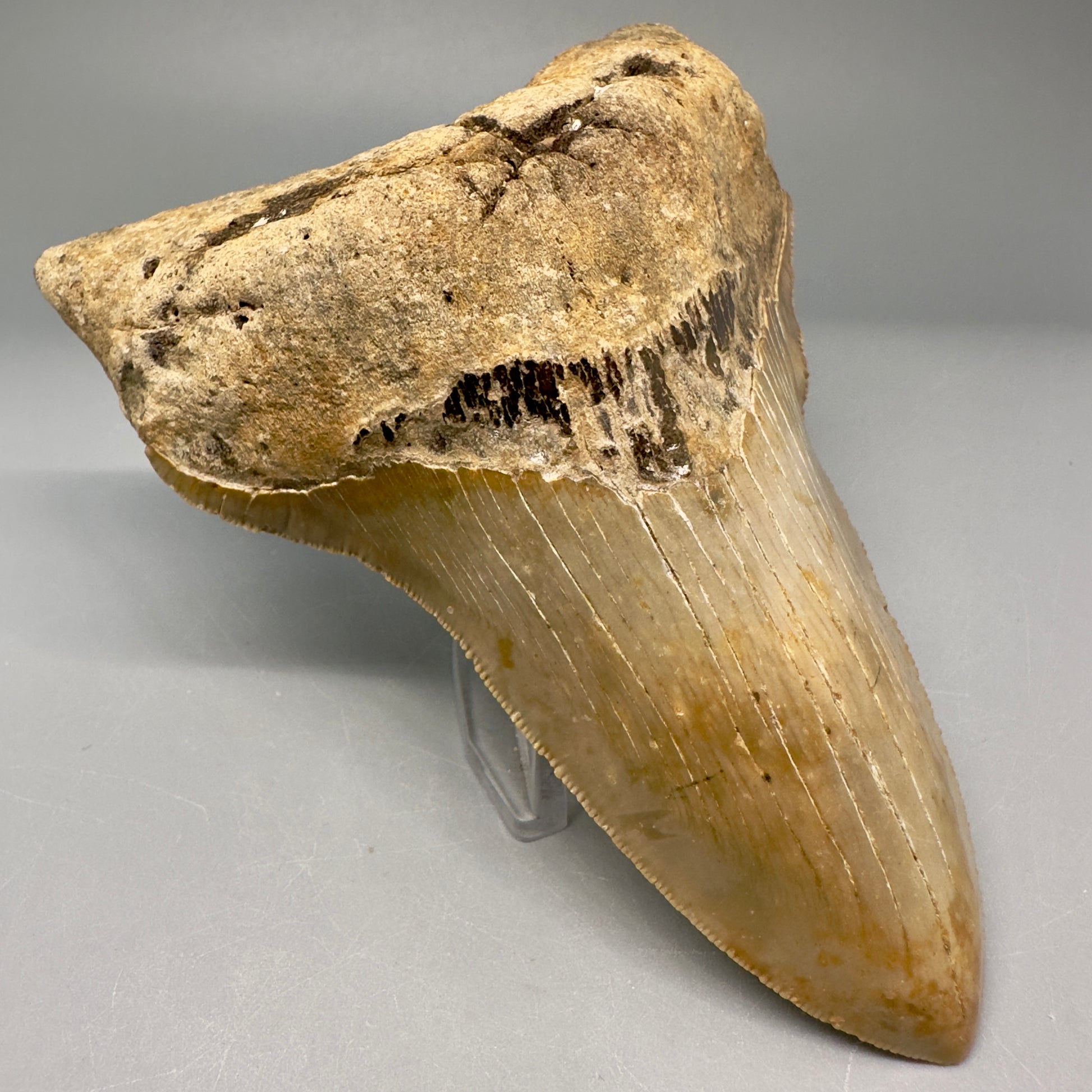 Lower Colorful, serrated 4.97" Fossil Megalodon Tooth from North Carolina CM5027 - Front Left
