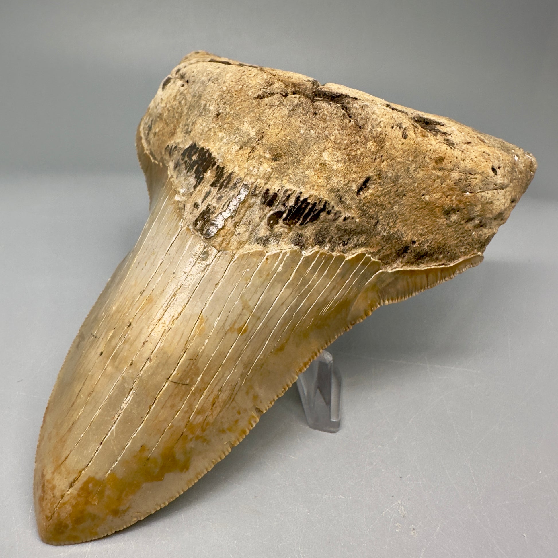 Lower Colorful, serrated 4.97" Fossil Megalodon Tooth from North Carolina CM5027 - Front Right