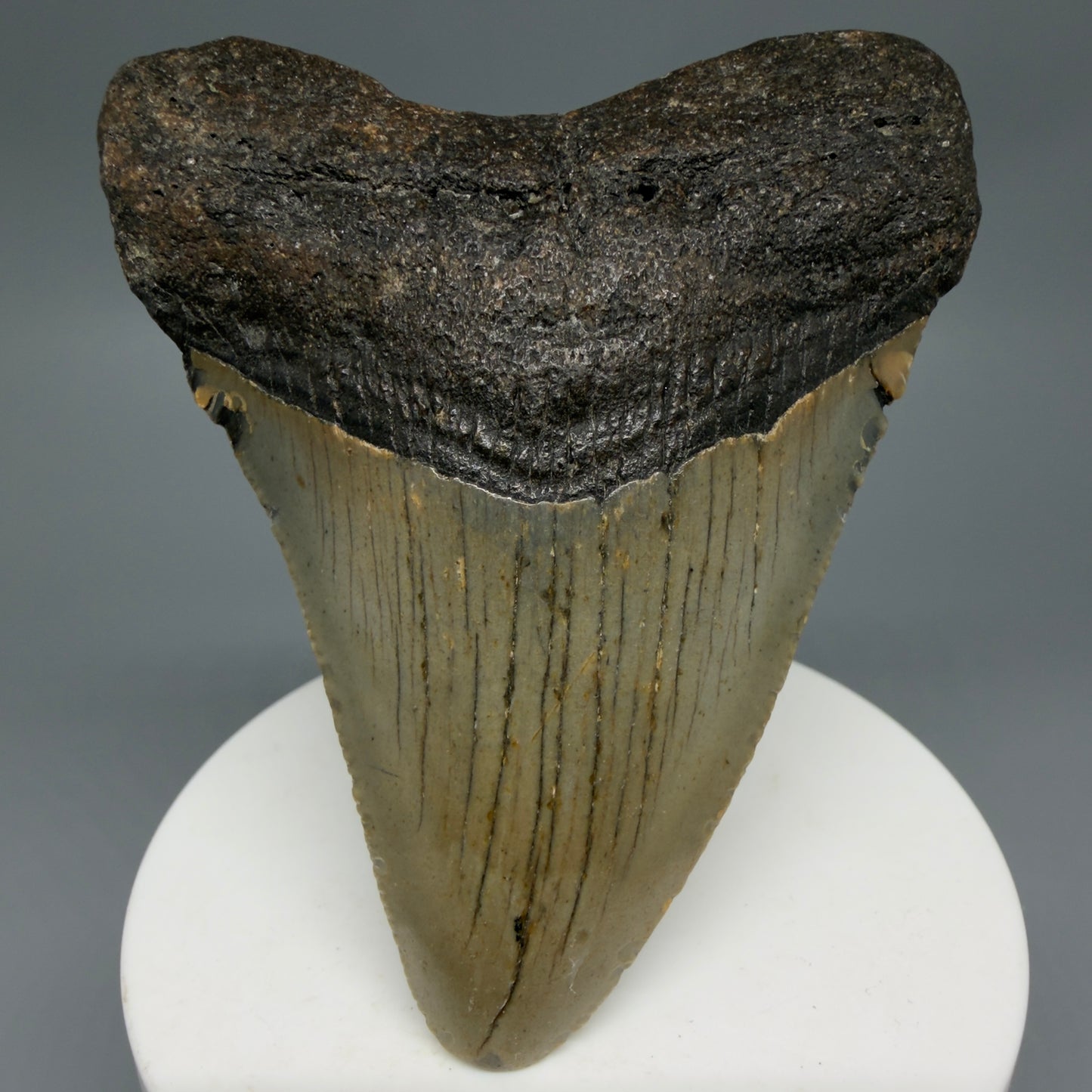 Front View Colorful 3.19" Fossil Megalodon Tooth from North Carolina - megalodonteeth.com CM6297 - 1
