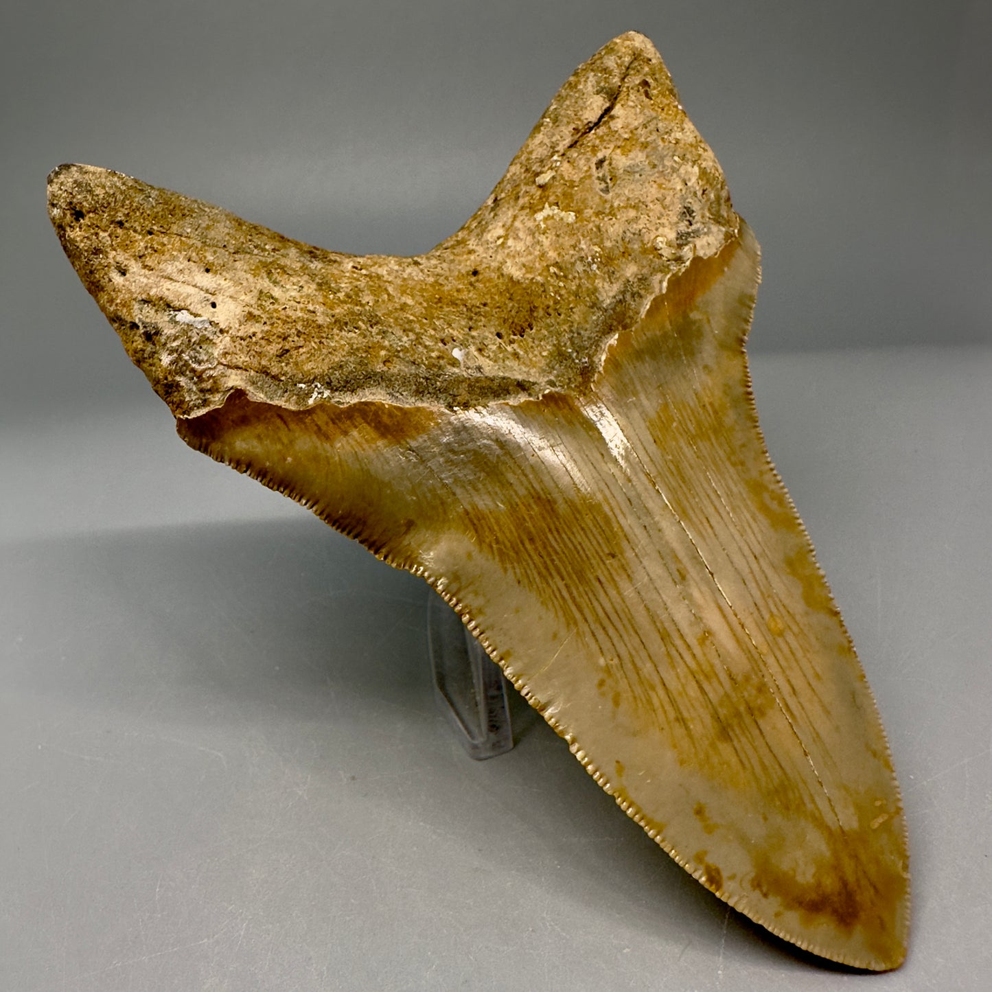 Lower Colorful, serrated 4.97" Fossil Megalodon Tooth from North Carolina CM5027 - Back Left