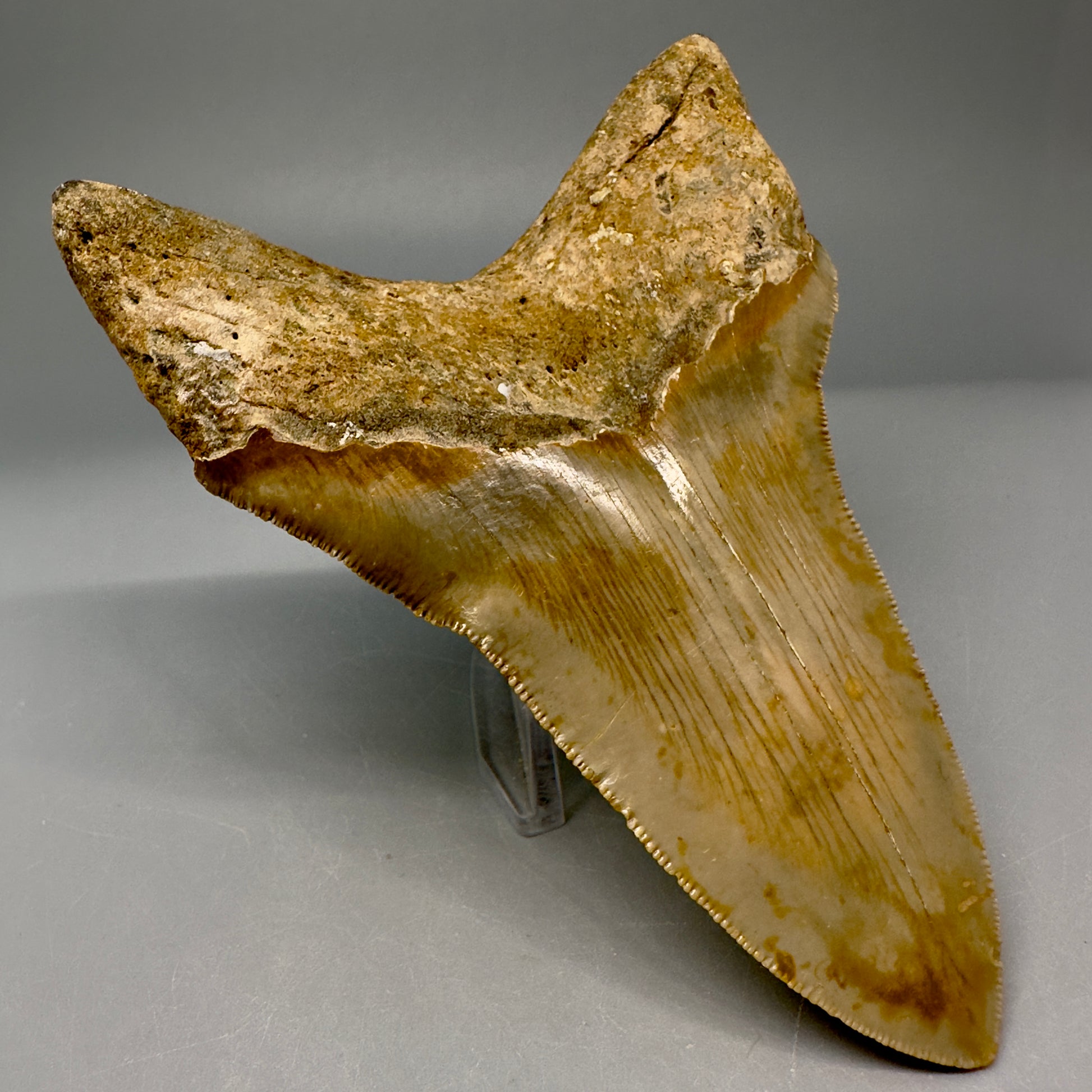 Lower Colorful, serrated 4.97" Fossil Megalodon Tooth from North Carolina CM5027 - Back Left