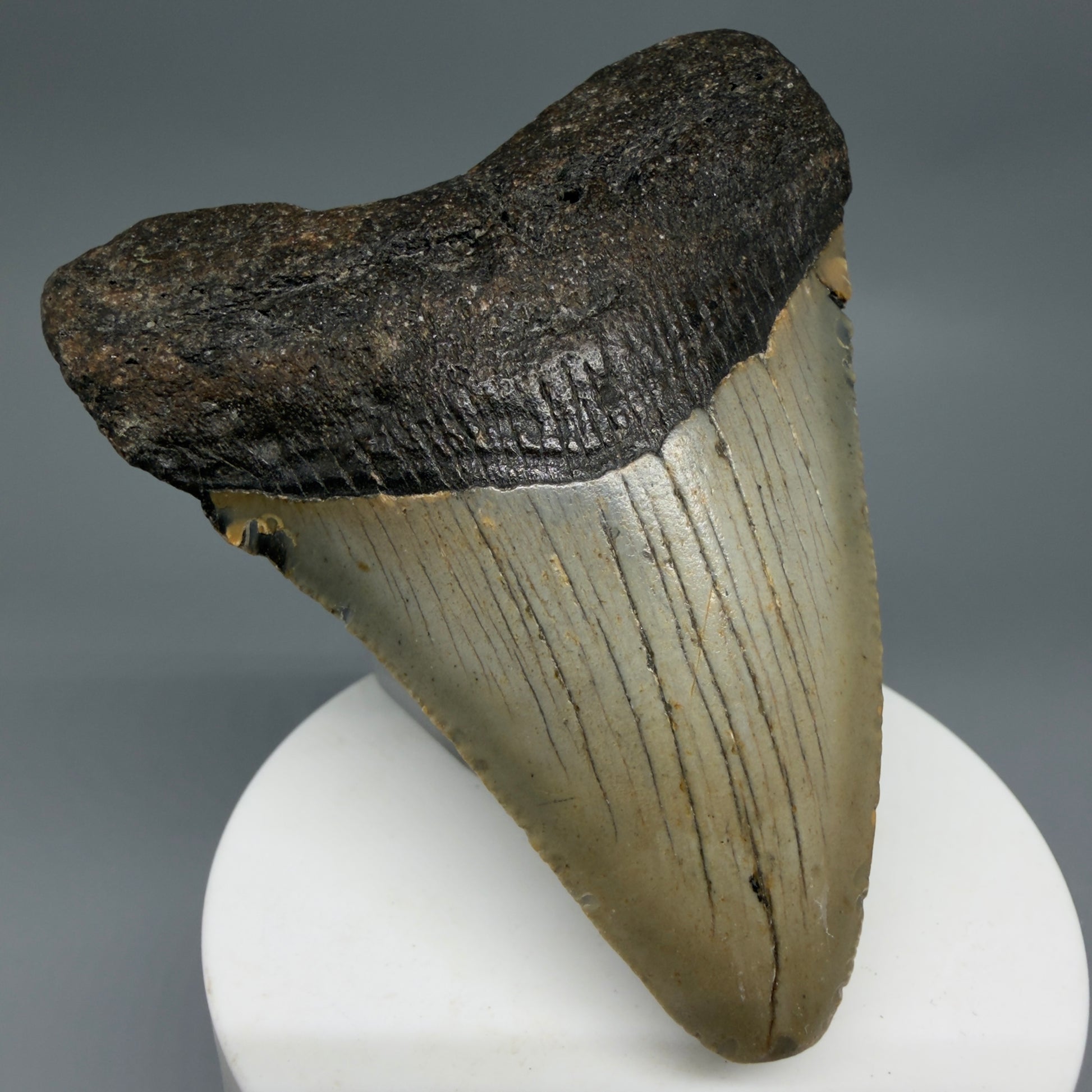 Front Left View Colorful 3.19" Fossil Megalodon Tooth from North Carolina - megalodonteeth.com CM6297