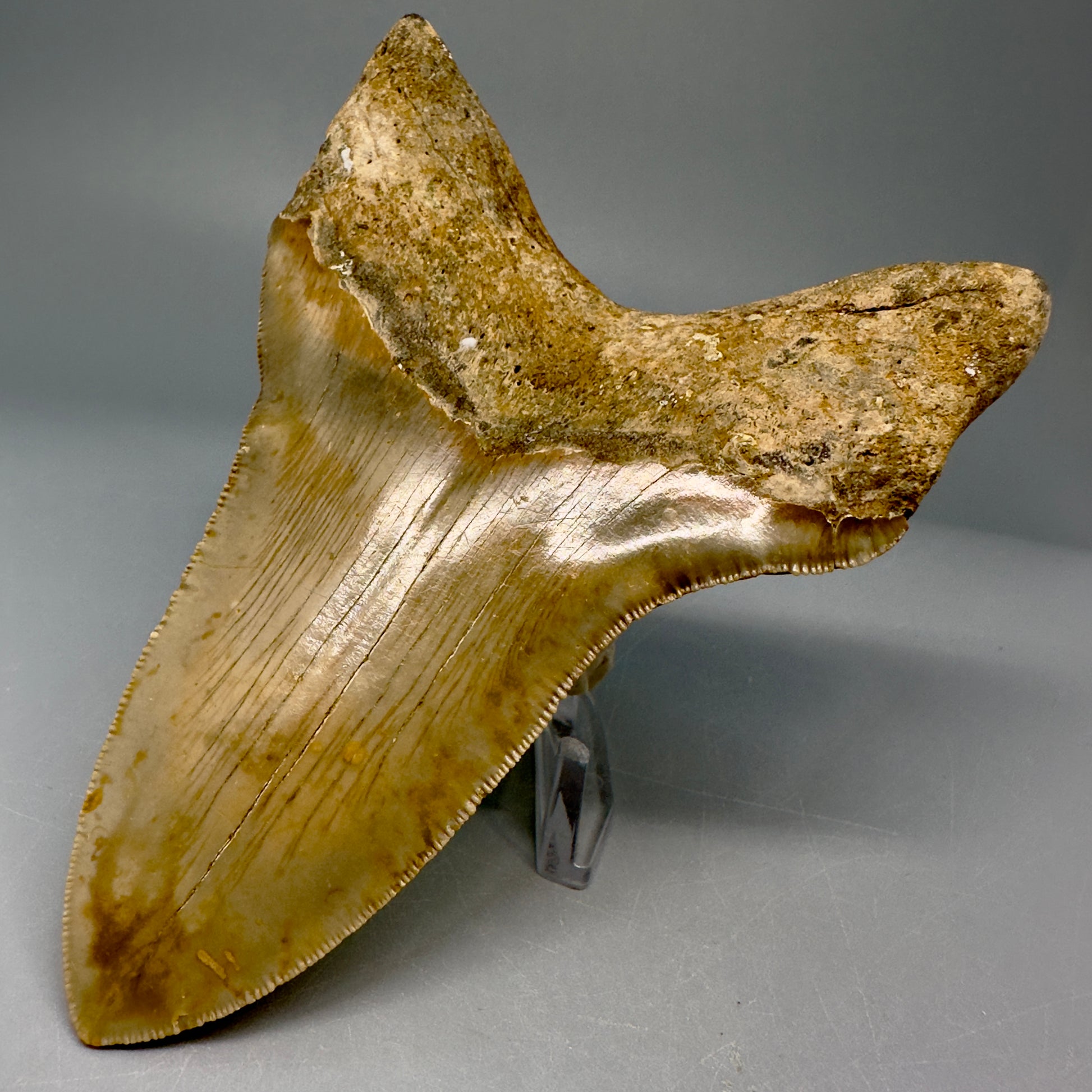 Lower Colorful, serrated 4.97" Fossil Megalodon Tooth from North Carolina CM5027 - Back Right