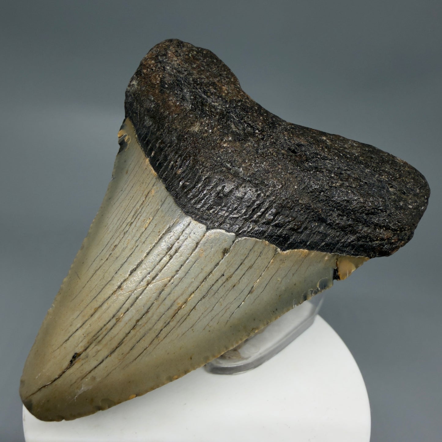 Front Right View Colorful 3.19" Fossil Megalodon Tooth from North Carolina - megalodonteeth.com CM6297