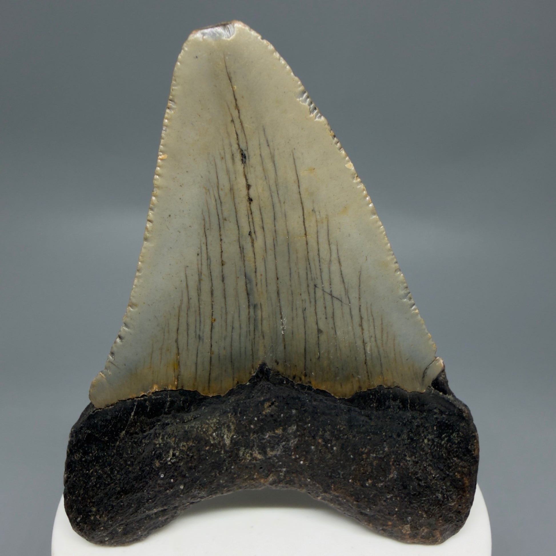 Back View Colorful 3.19" Fossil Megalodon Tooth from North Carolina - megalodonteeth.com CM6297