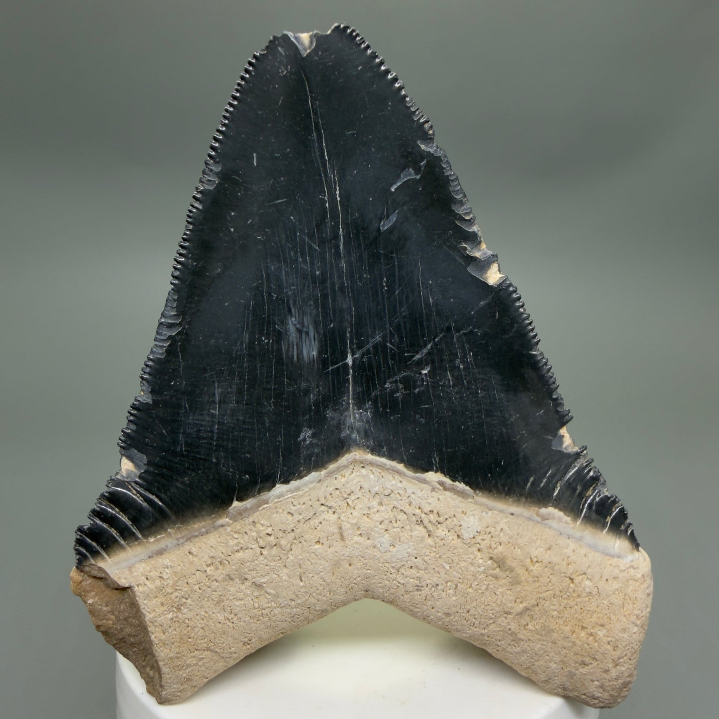 Back View Blue Colors 3.42" Sharply Serrated Fossil Megalodon Tooth from Bone Valley, FL MJ135