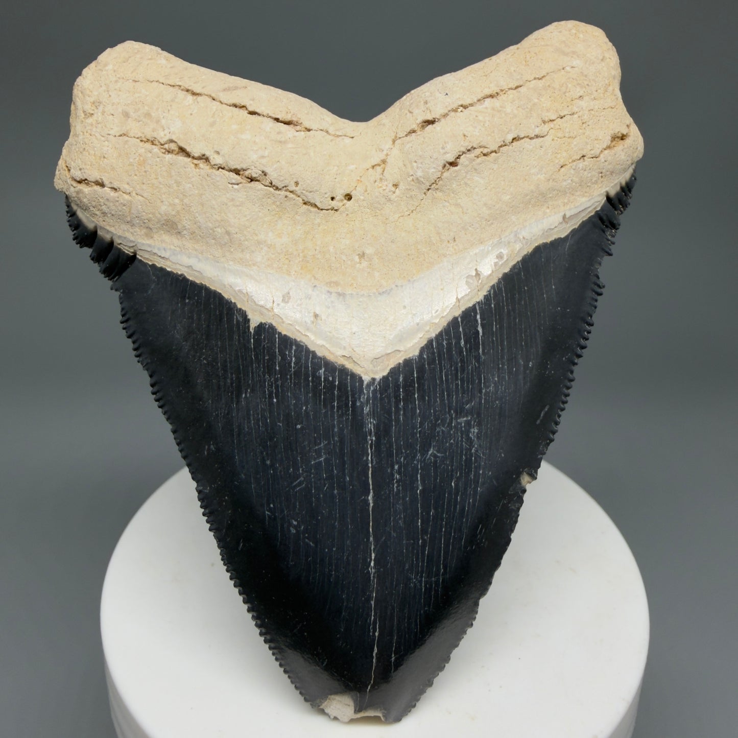 Front View Blue Colors 3.42" Sharply Serrated Fossil Megalodon Tooth from Bone Valley, FL MJ135 - 1