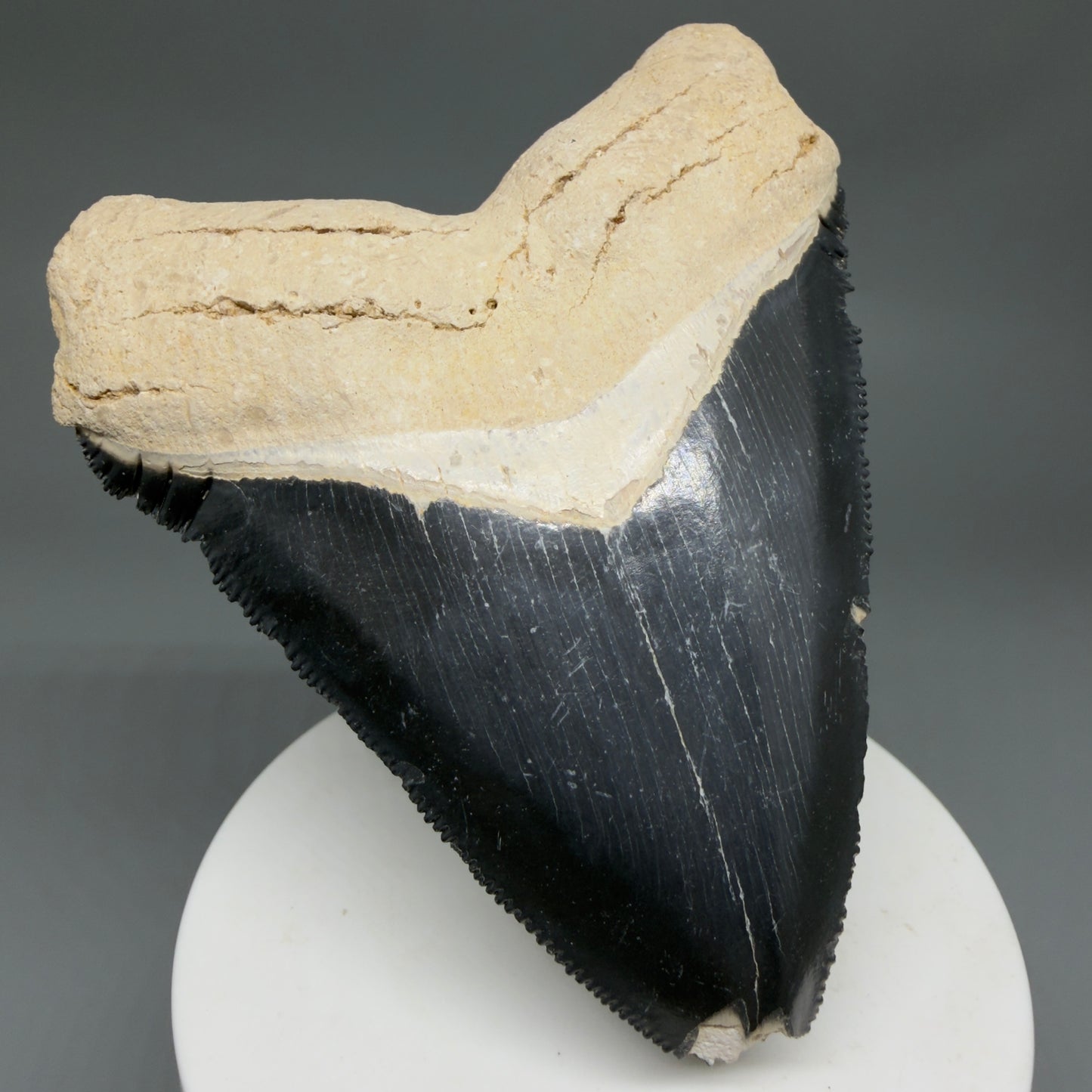 Front Left View Blue Colors 3.42" Sharply Serrated Fossil Megalodon Tooth from Bone Valley, FL MJ135