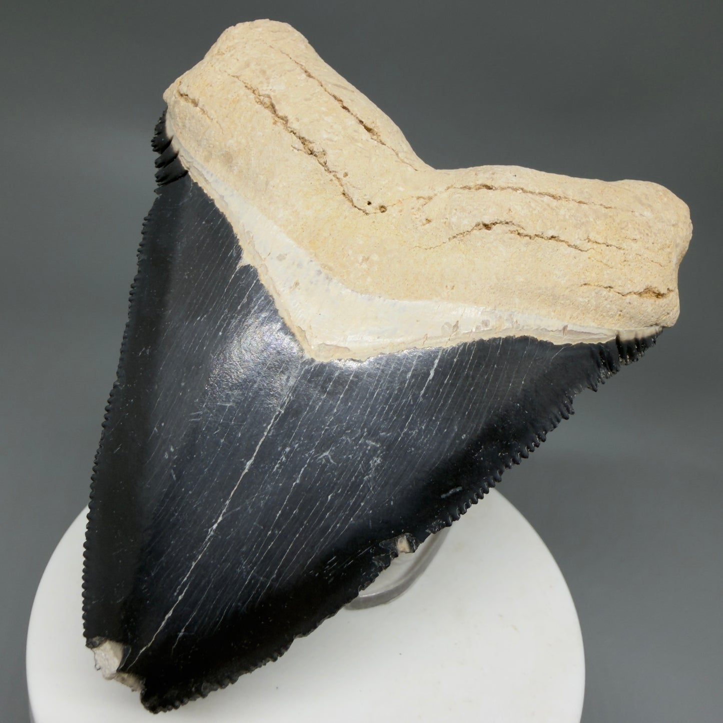 Front Right View Blue Colors 3.42" Sharply Serrated Fossil Megalodon Tooth from Bone Valley, FL MJ135