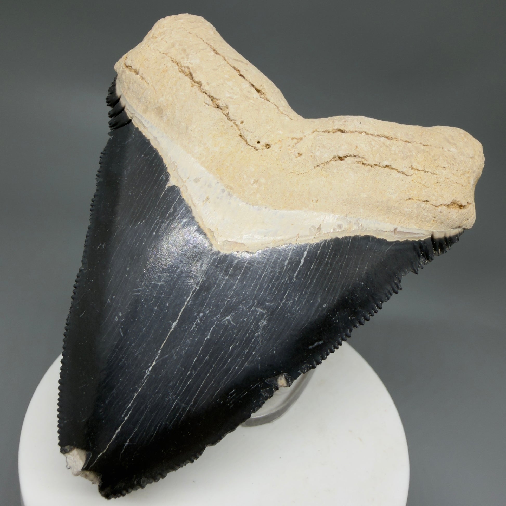 Front Right View Blue Colors 3.42" Sharply Serrated Fossil Megalodon Tooth from Bone Valley, FL MJ135