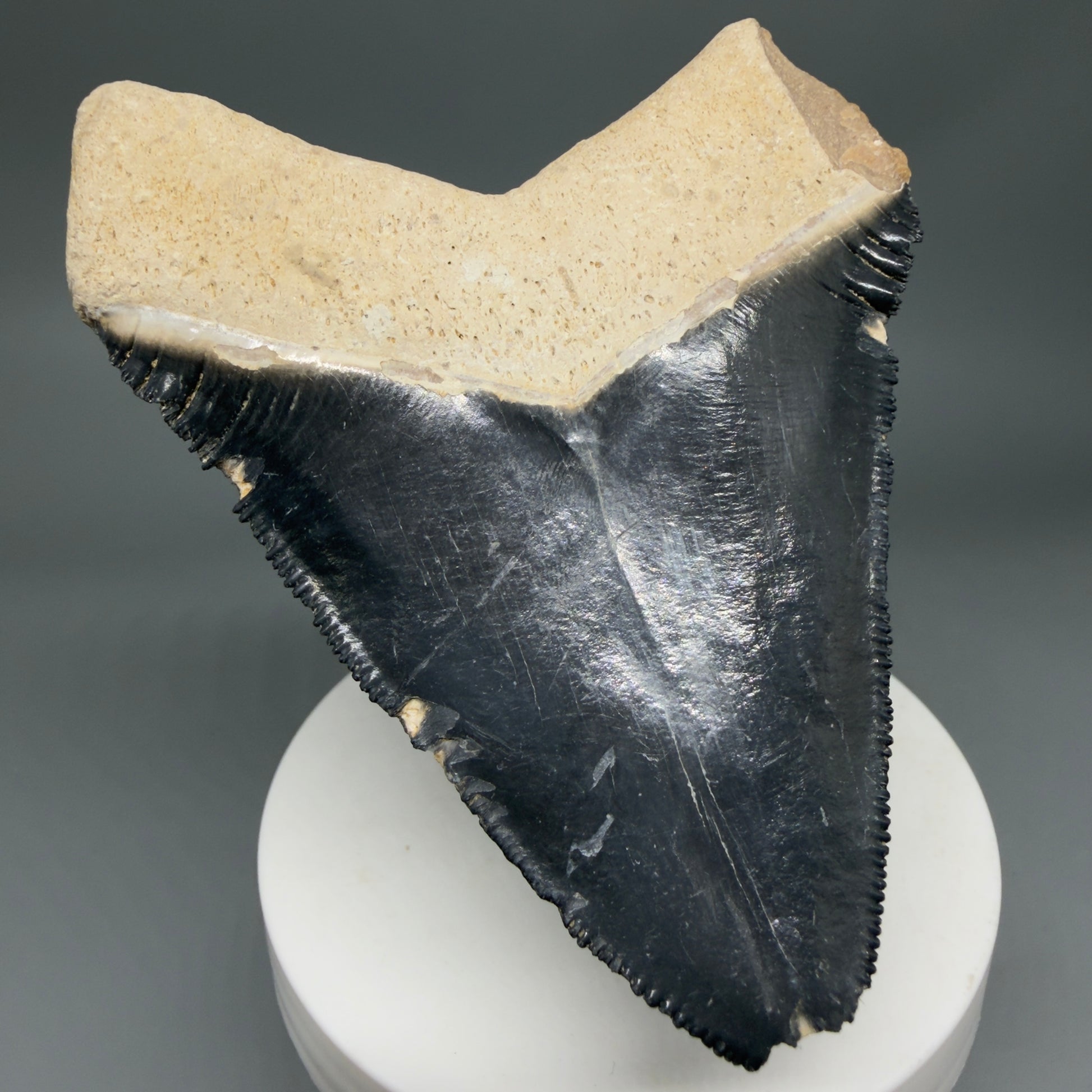 Back Left View Blue Colors 3.42" Sharply Serrated Fossil Megalodon Tooth from Bone Valley, FL MJ135