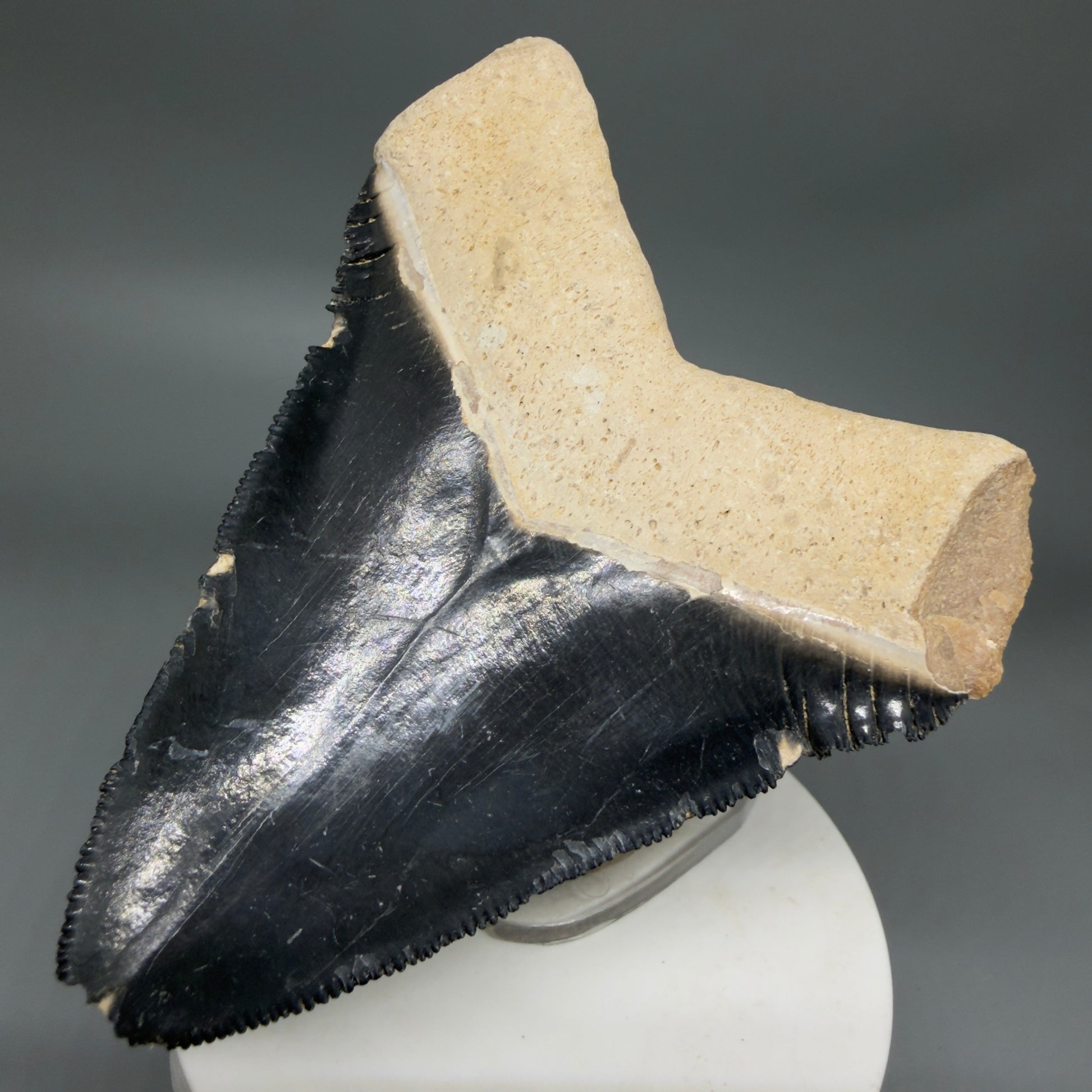 Back Right View Blue Colors 3.42" Sharply Serrated Fossil Megalodon Tooth from Bone Valley, FL MJ135