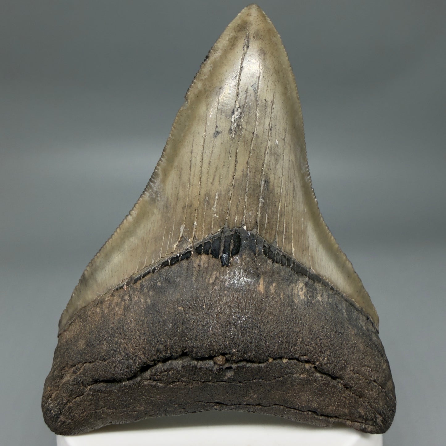 Colorful lower, sharply serrated 3.41" Fossil Megalodon Shark Tooth from South Carolina