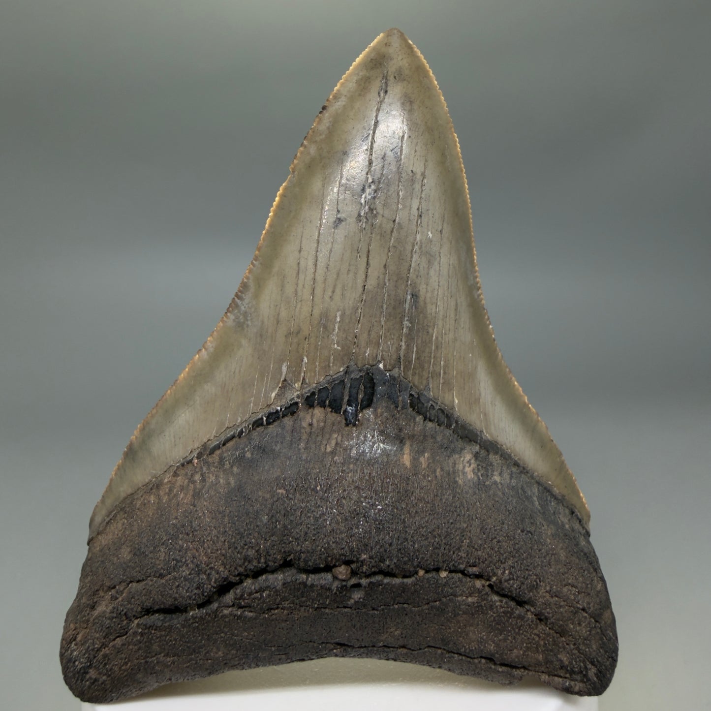 Colorful lower, sharply serrated 3.41" Fossil Megalodon Shark Tooth from South Carolina
