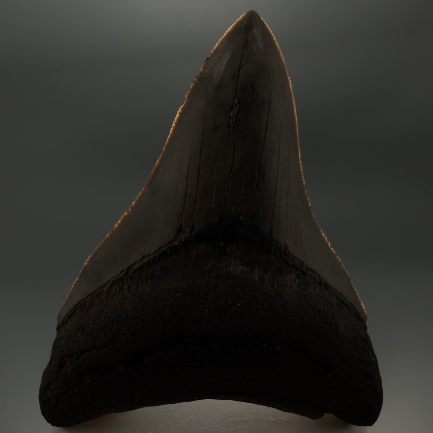 Colorful lower, sharply serrated 3.41" Fossil Megalodon Shark Tooth from South Carolina