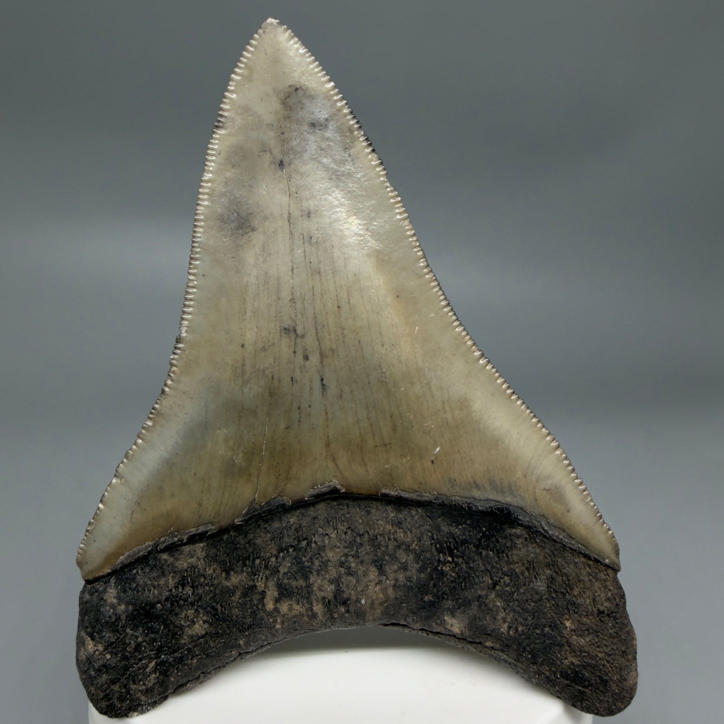 Colorful lower, sharply serrated 3.41" Fossil Megalodon Shark Tooth from South Carolina