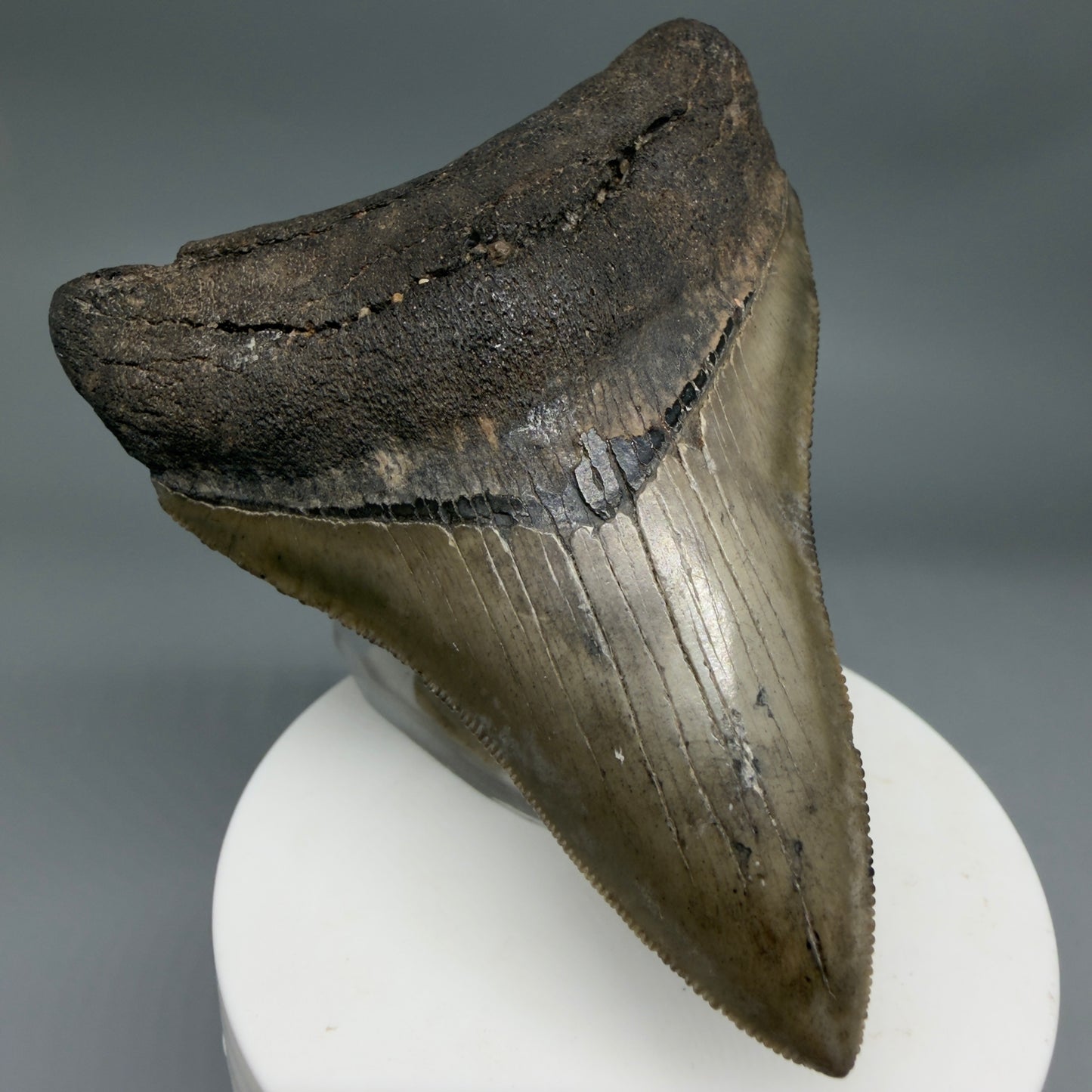 Colorful lower, sharply serrated 3.41" Fossil Megalodon Shark Tooth from South Carolina