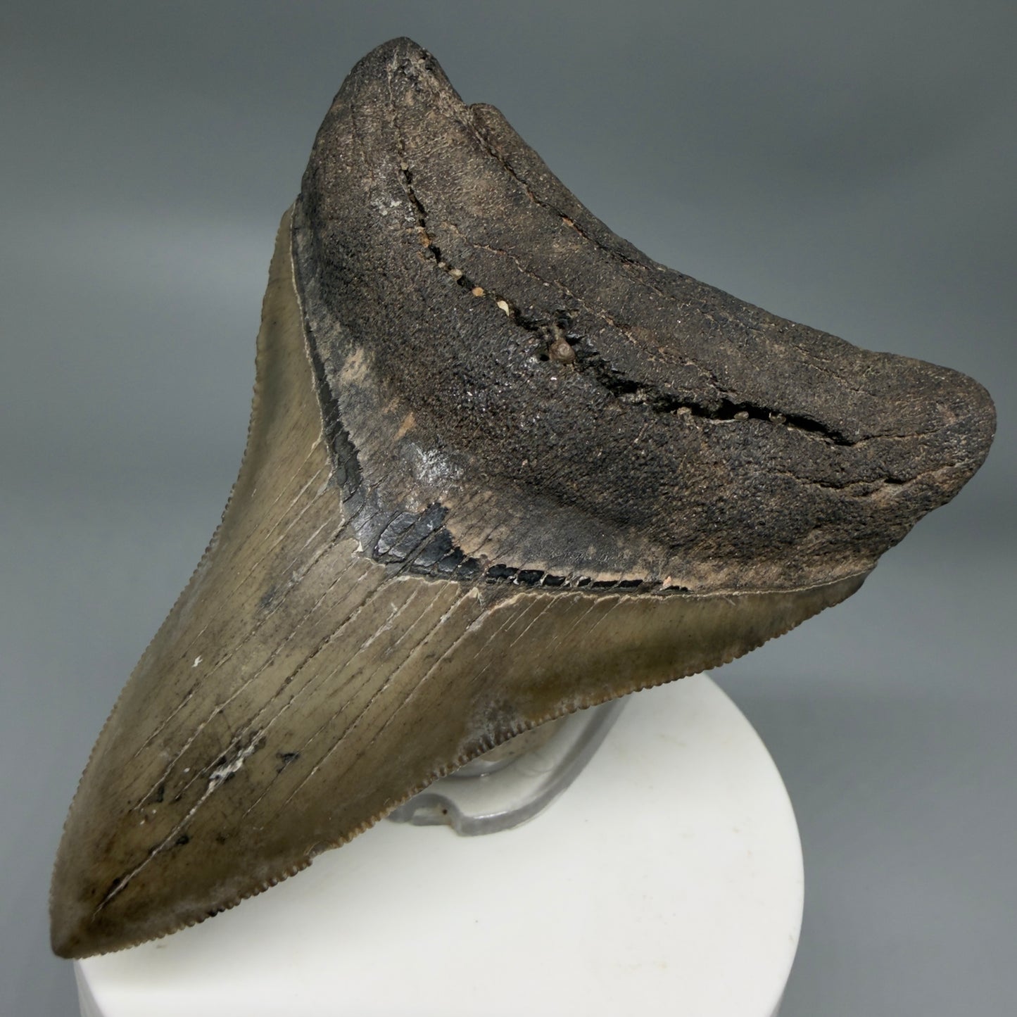 Colorful lower, sharply serrated 3.41" Fossil Megalodon Shark Tooth from South Carolina