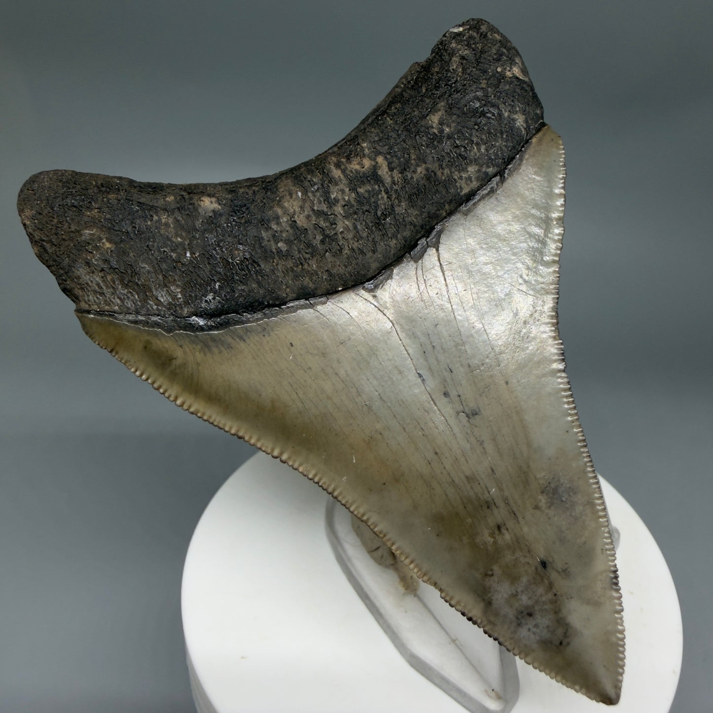Colorful lower, sharply serrated 3.41" Fossil Megalodon Shark Tooth from South Carolina