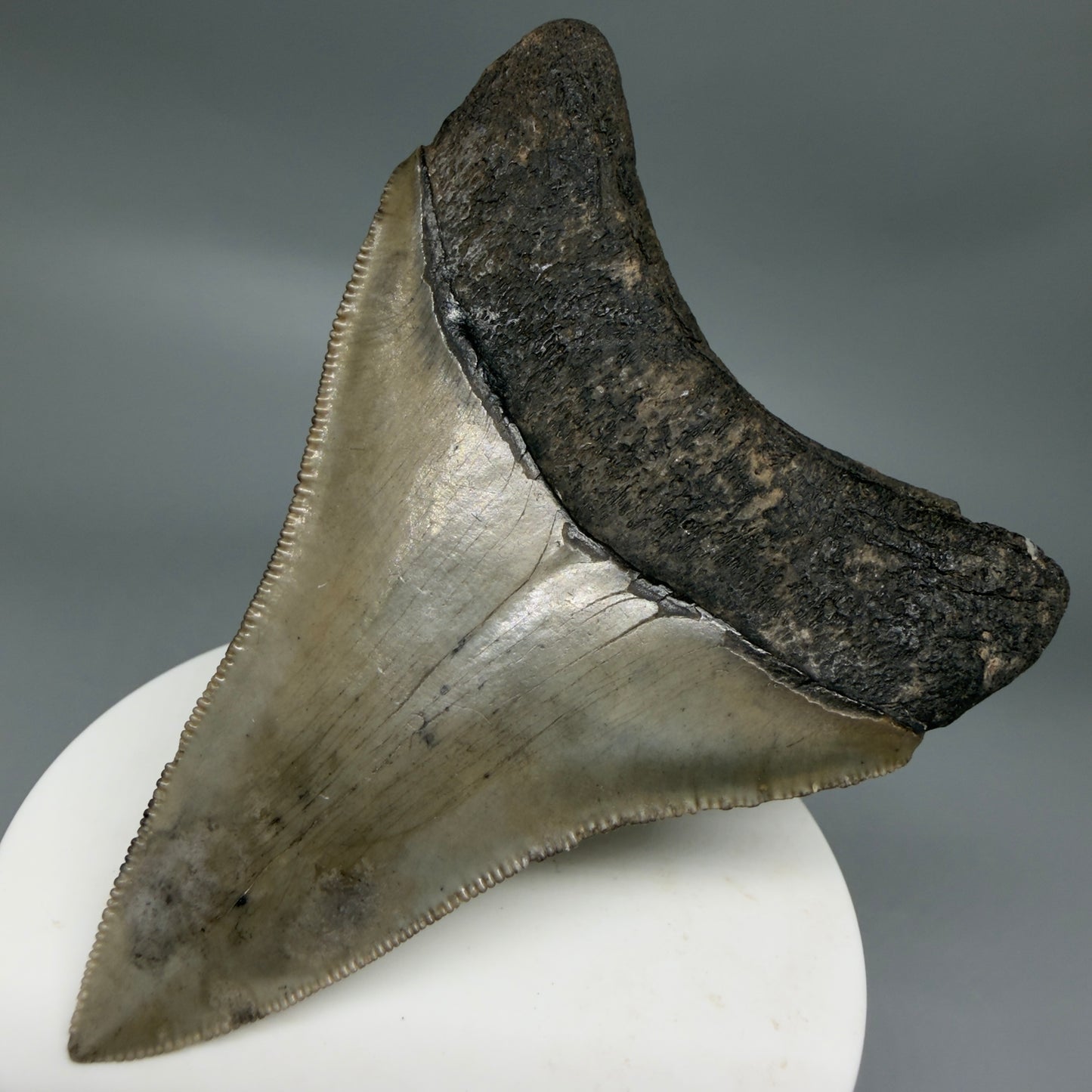 Colorful lower, sharply serrated 3.41" Fossil Megalodon Shark Tooth from South Carolina