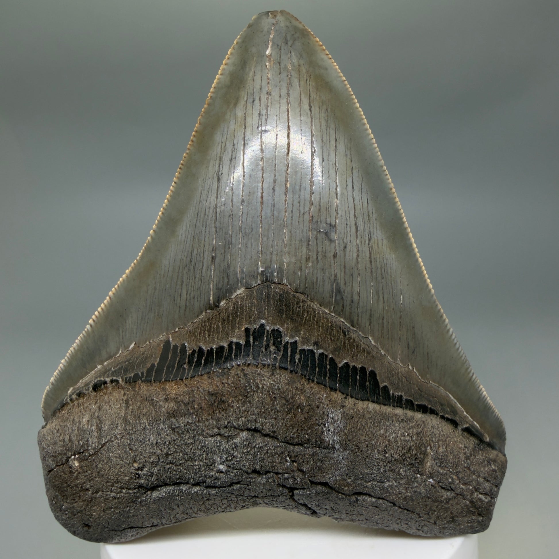 Front View Colorful, sharply serrated 3.62" Fossil Megalodon Tooth from South Carolina MJ155 - 2