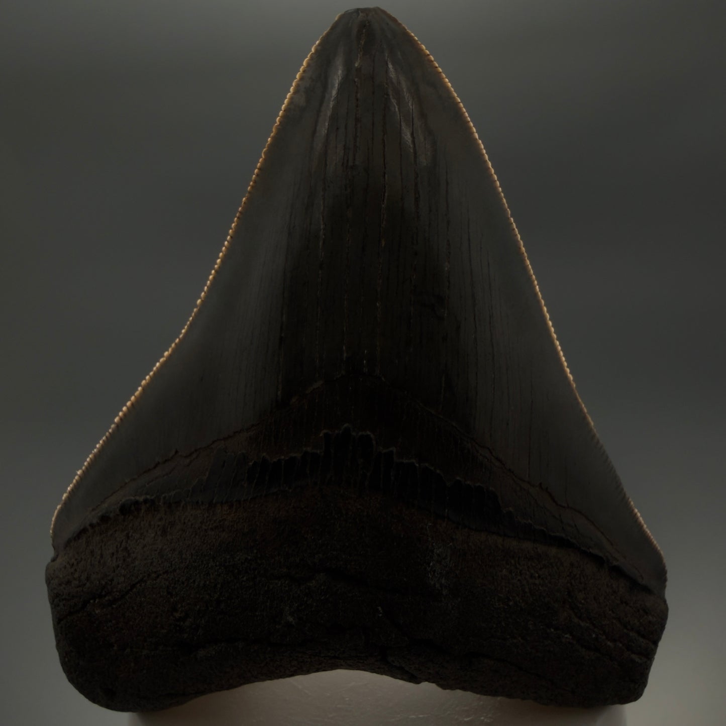 Front View Colorful, sharply serrated 3.62" Fossil Megalodon Tooth from South Carolina MJ155 - 1