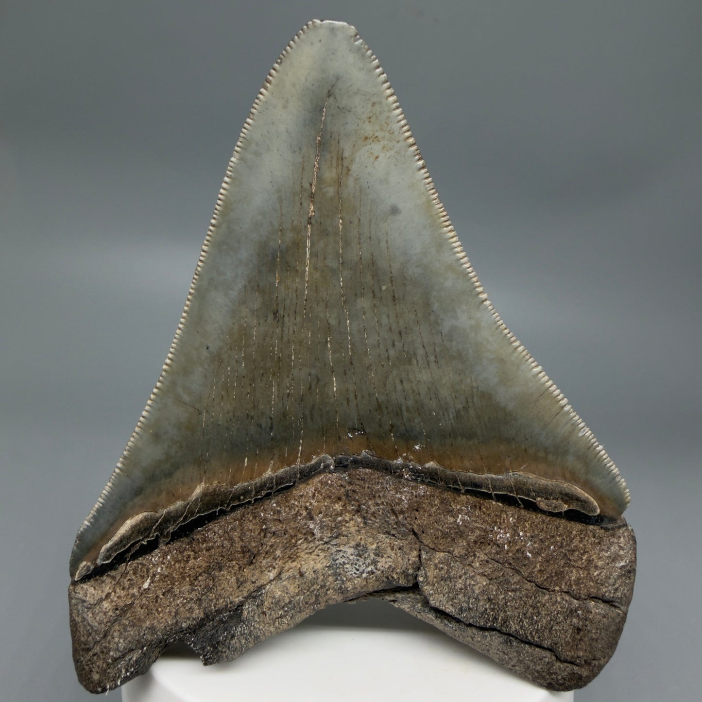 Back View Colorful, sharply serrated 3.62" Fossil Megalodon Tooth from South Carolina MJ155