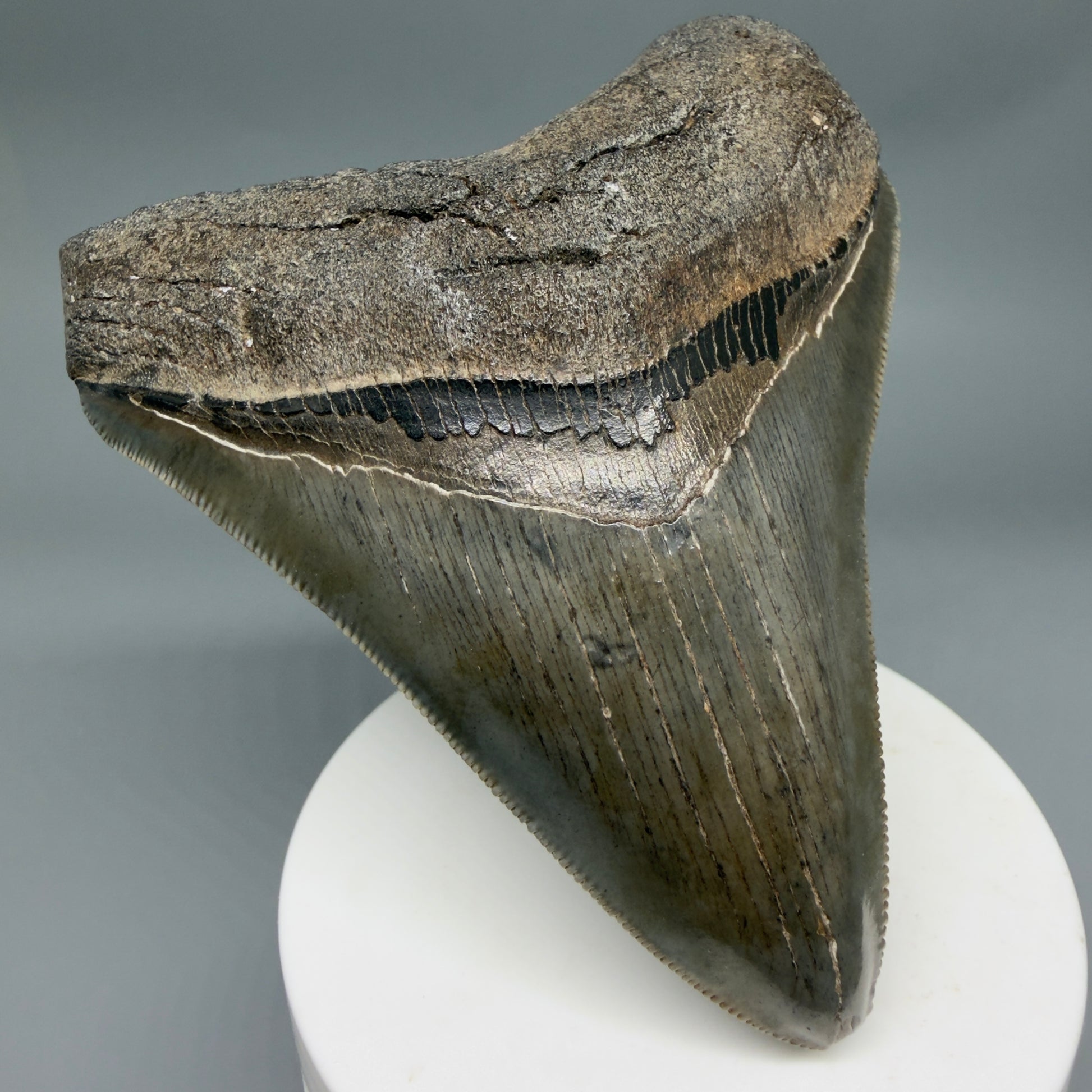 Front Left View Colorful, sharply serrated 3.62" Fossil Megalodon Tooth from South Carolina MJ155
