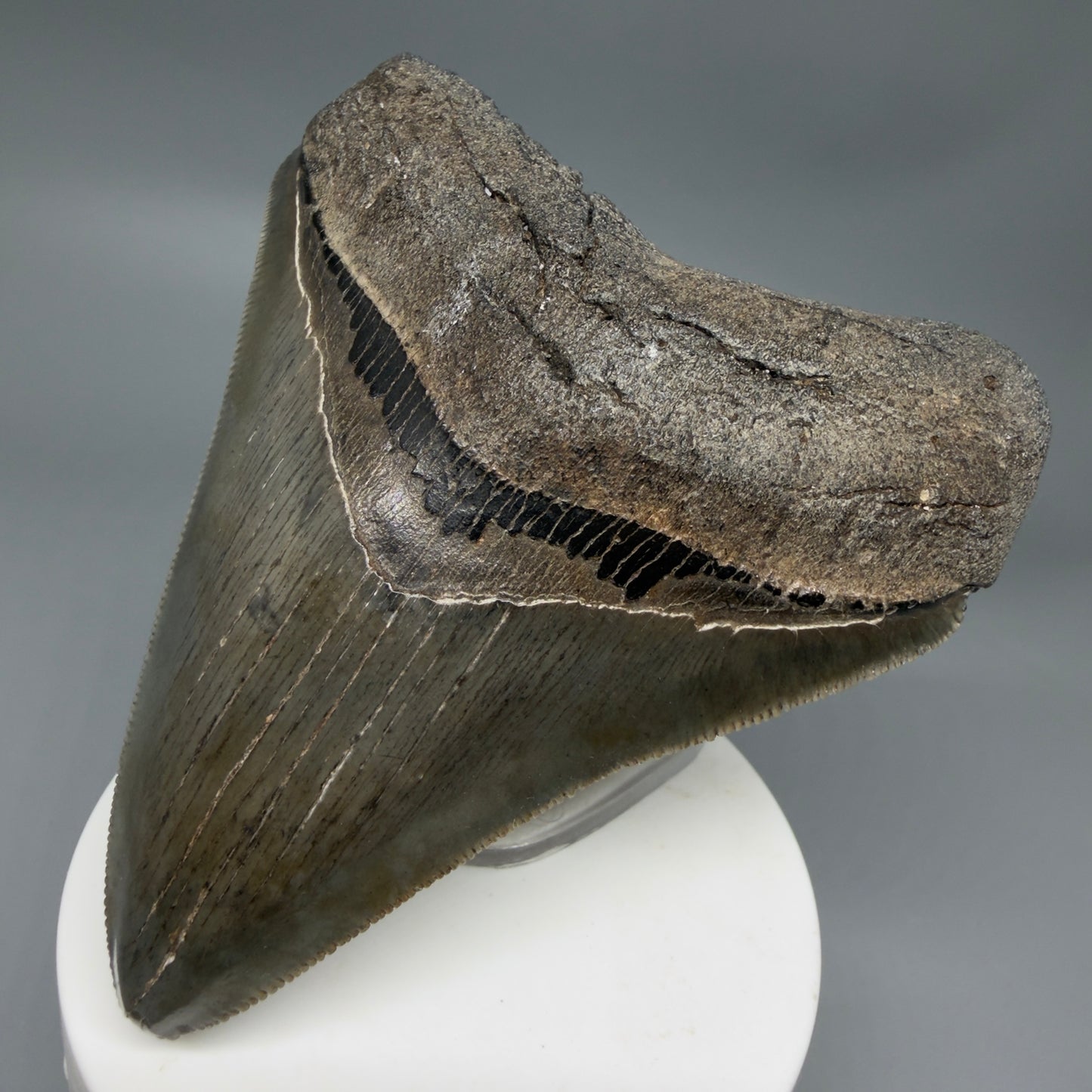 Front Right View Colorful, sharply serrated 3.62" Fossil Megalodon Tooth from South Carolina MJ155