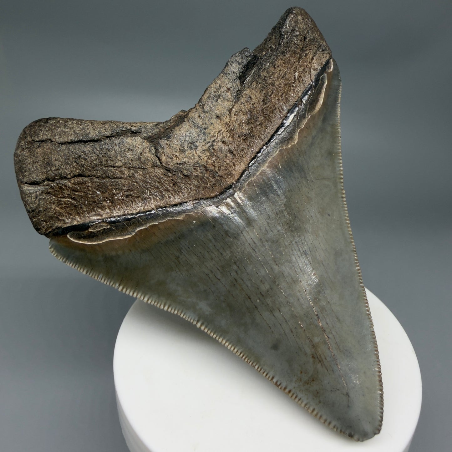 Back Left View Colorful, sharply serrated 3.62" Fossil Megalodon Tooth from South Carolina MJ155