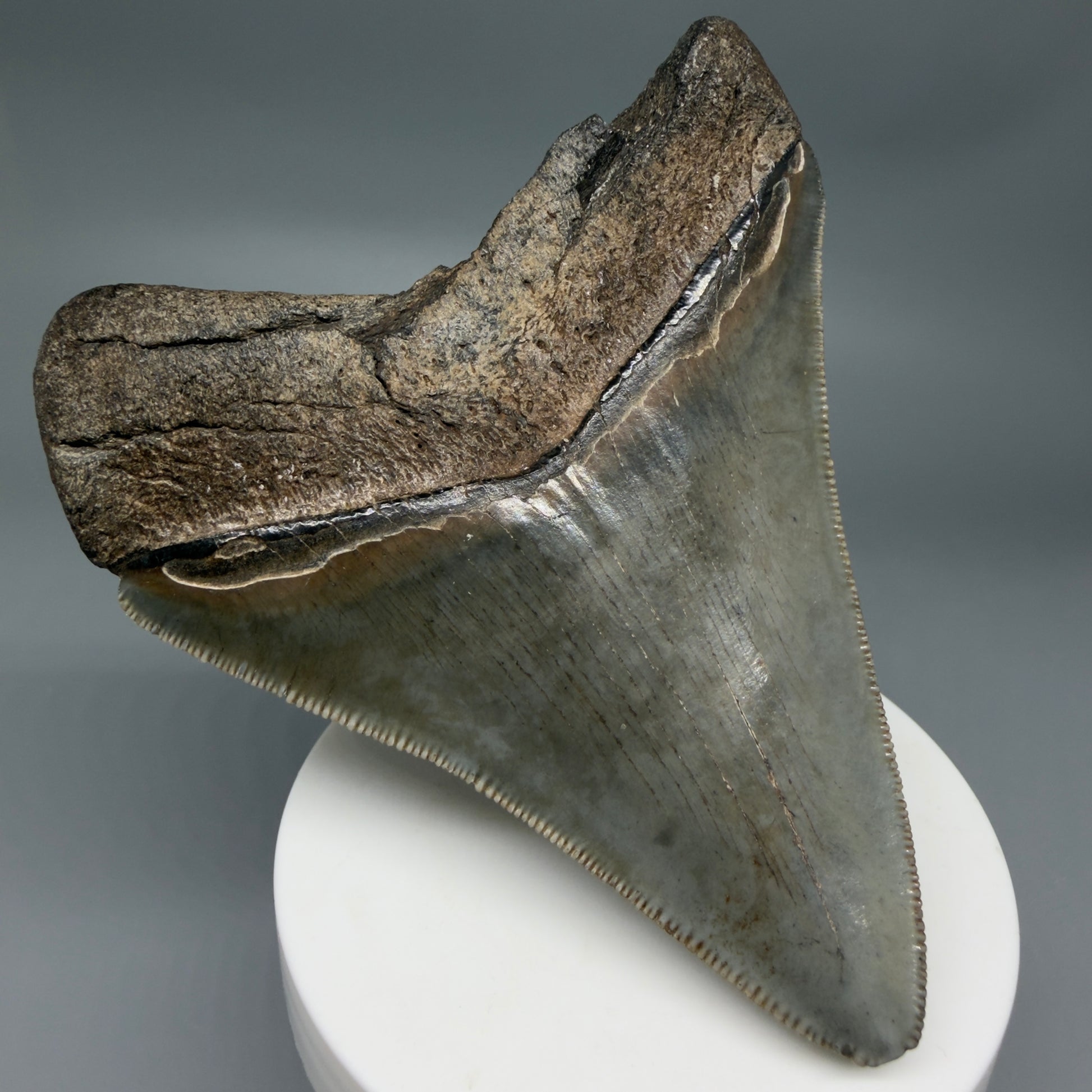 Back Left View Colorful, sharply serrated 3.62" Fossil Megalodon Tooth from South Carolina MJ155