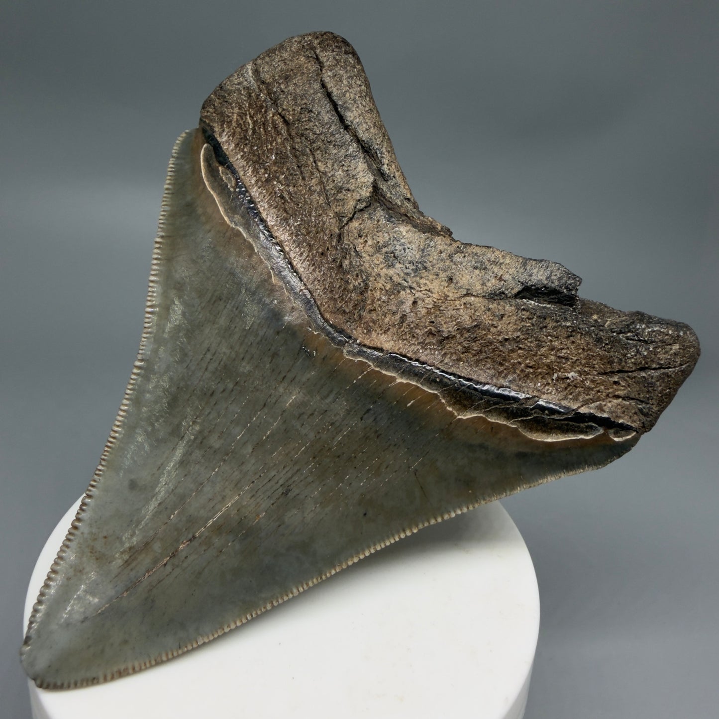 Back Right View Colorful, sharply serrated 3.62" Fossil Megalodon Tooth from South Carolina MJ155