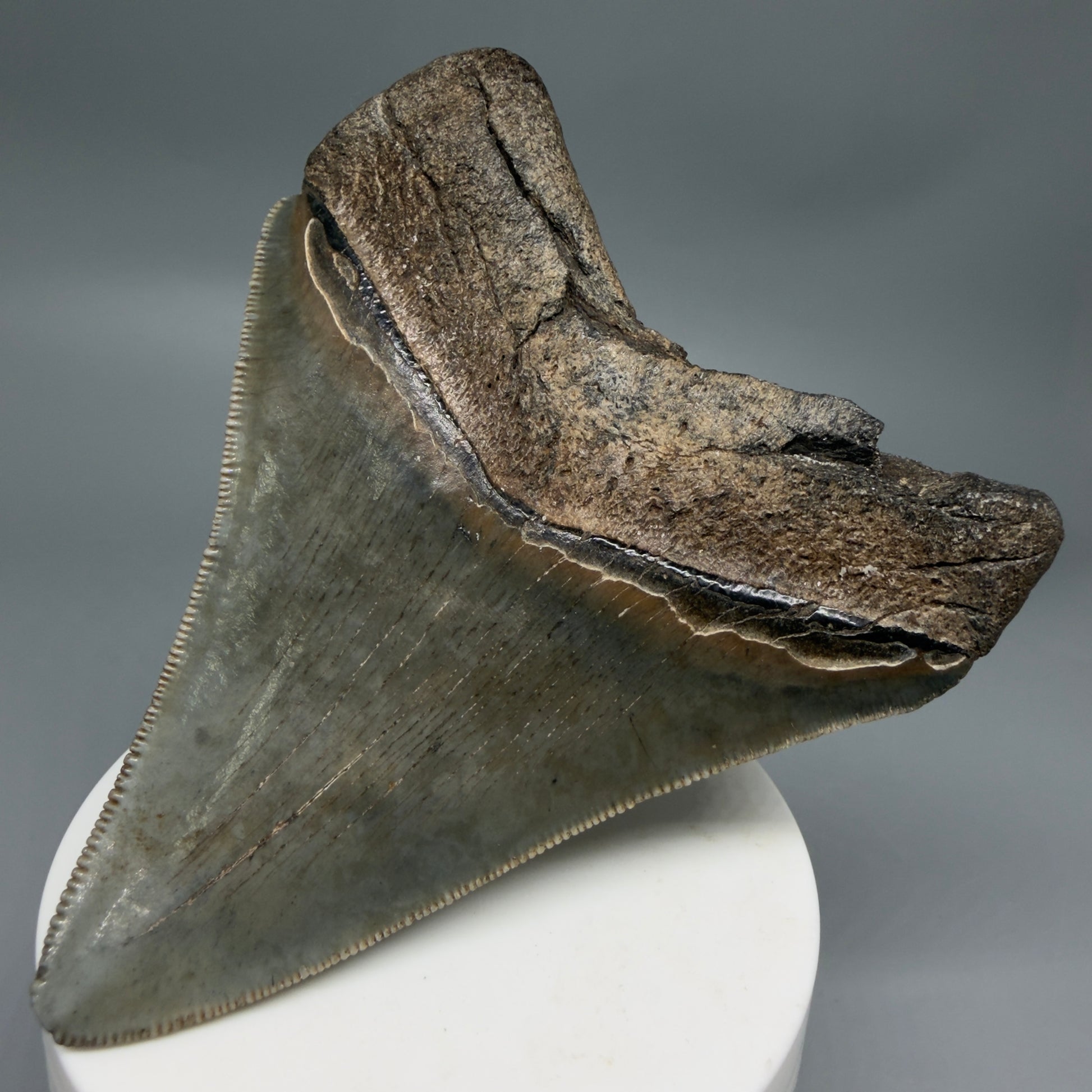 Back Right View Colorful, sharply serrated 3.62" Fossil Megalodon Tooth from South Carolina MJ155