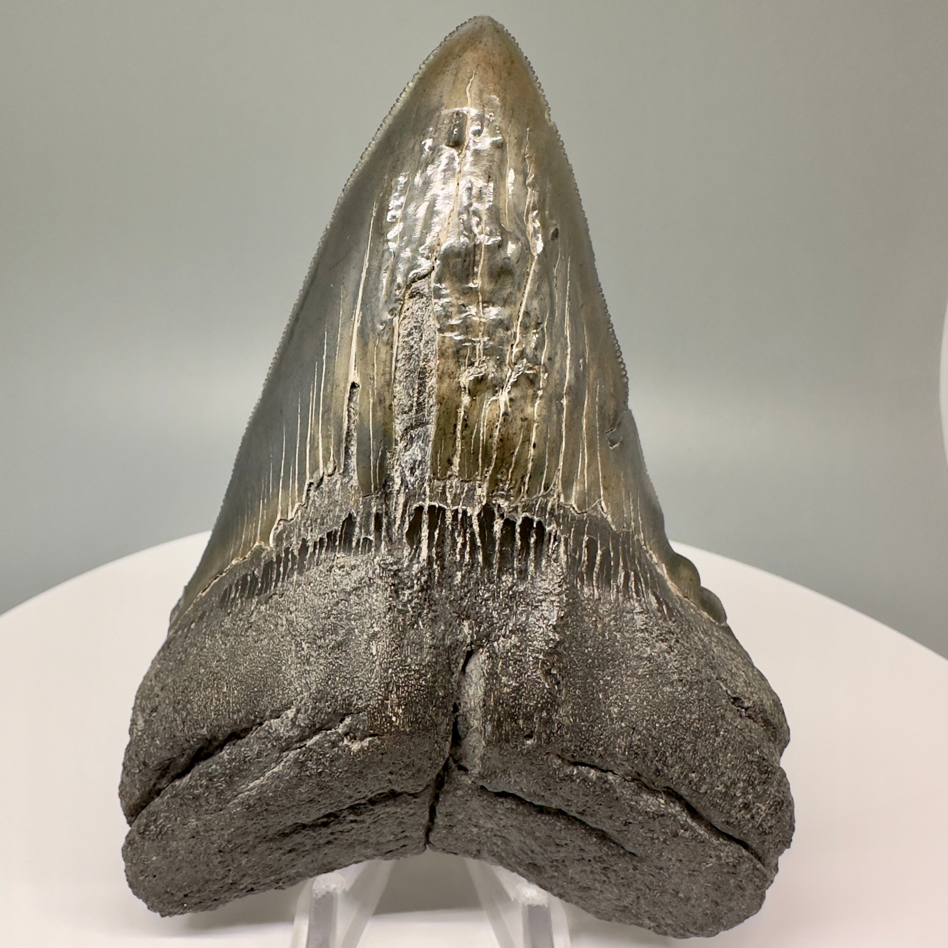 Megalodon Teeth Best Sellers Of Fossil Shark Teeth megalodon-teeth-best-sellers-of-fossil-shark-teeth
