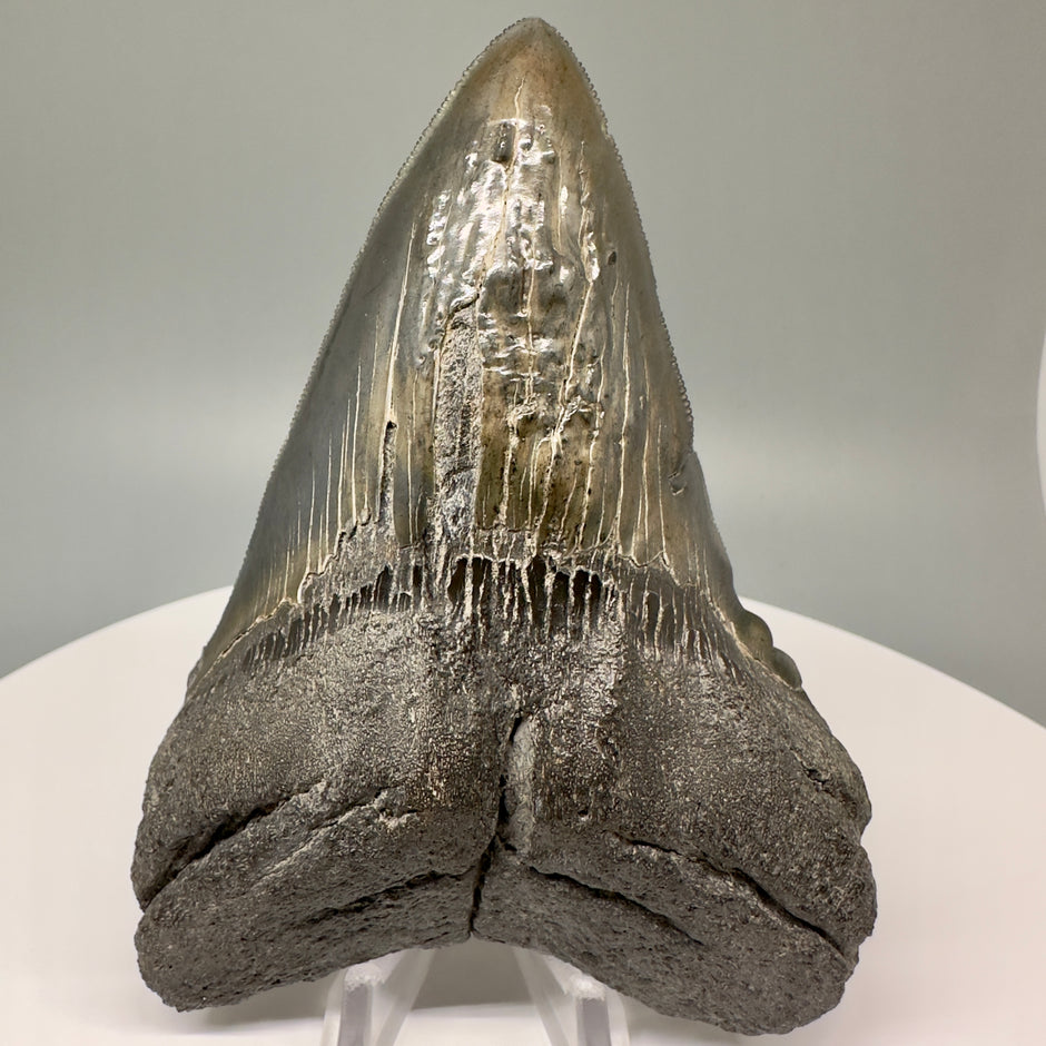 Collector Quality Megalodon Shark Teeth Various Locations And Sizes collector-quality-megalodon-shark-teeth-various-locations-and-sizes