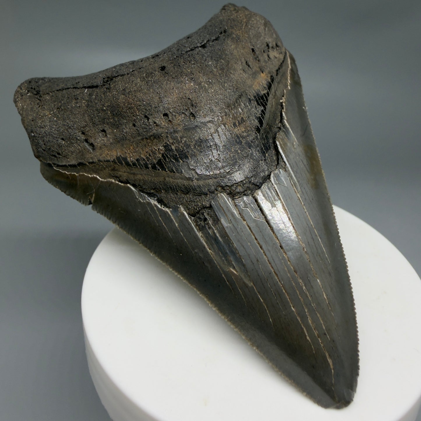 Front Left View Colorful lower, sharply serrated 3.65" Fossil Megalodon Tooth from South Carolina MJ154 