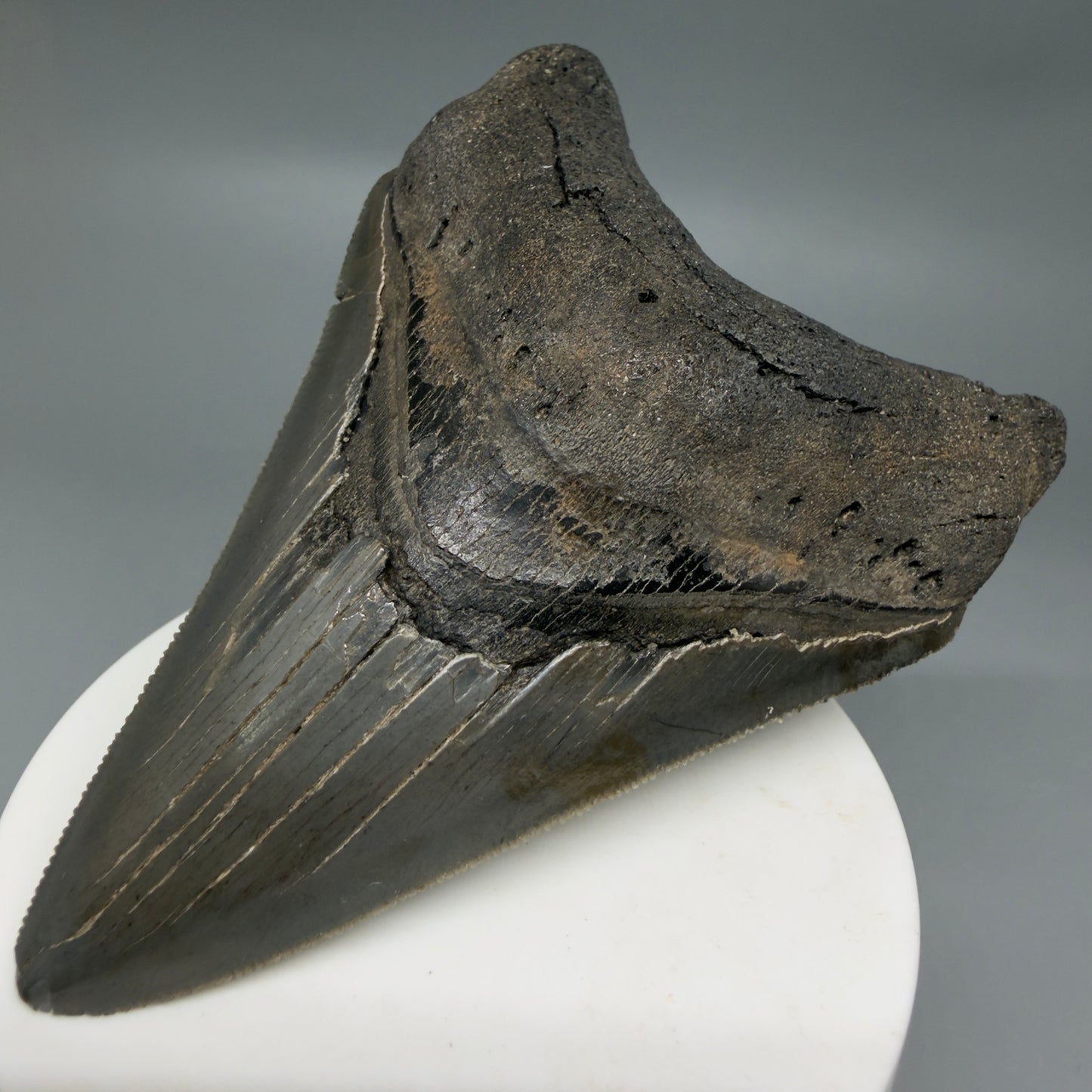 Front Right View Colorful lower, sharply serrated 3.65" Fossil Megalodon Tooth from South Carolina MJ154 