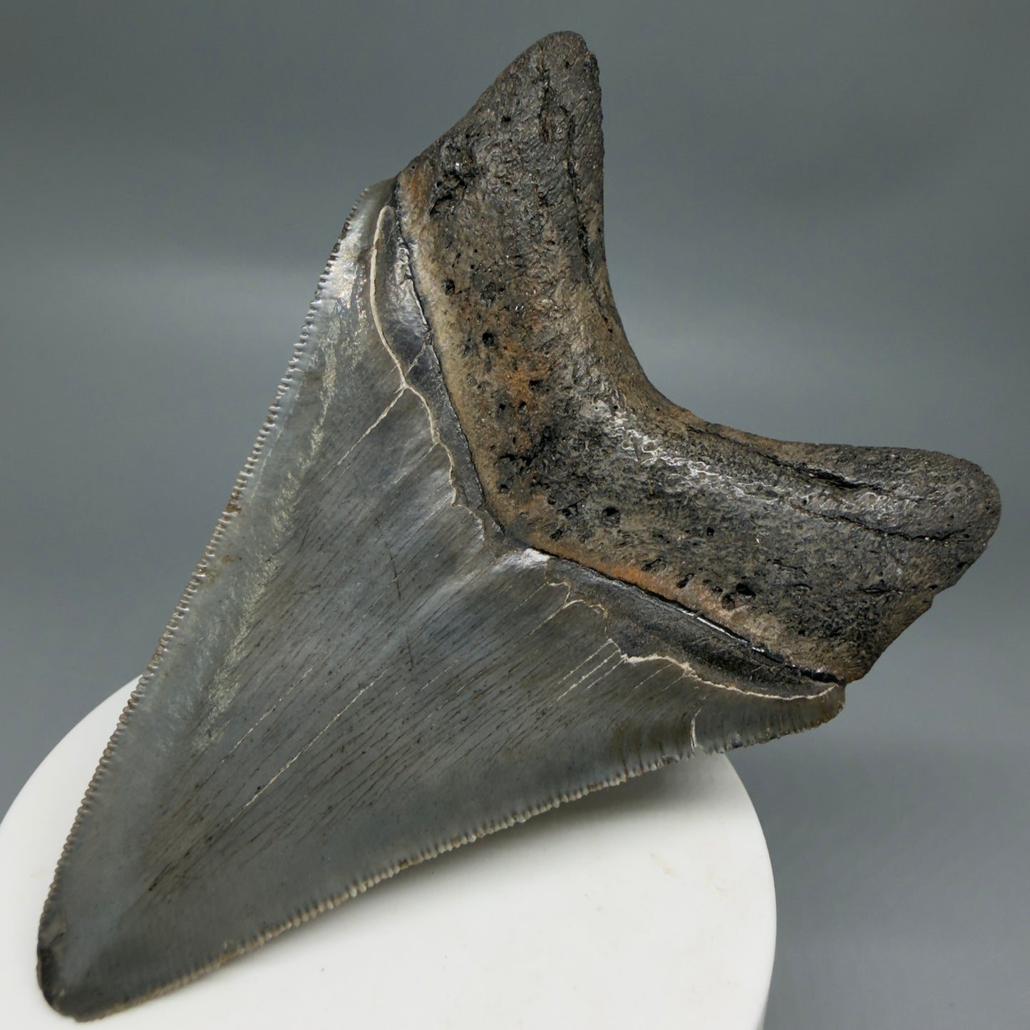 Back Right View Colorful lower, sharply serrated 3.65" Fossil Megalodon Tooth from South Carolina MJ154 